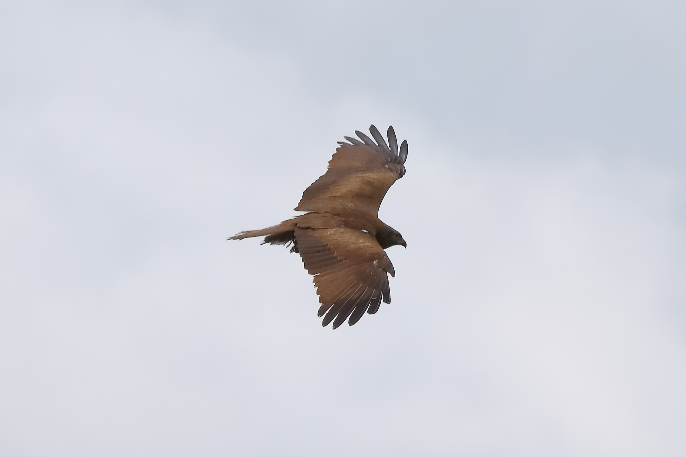 Nibbio bruno 14-05-2023