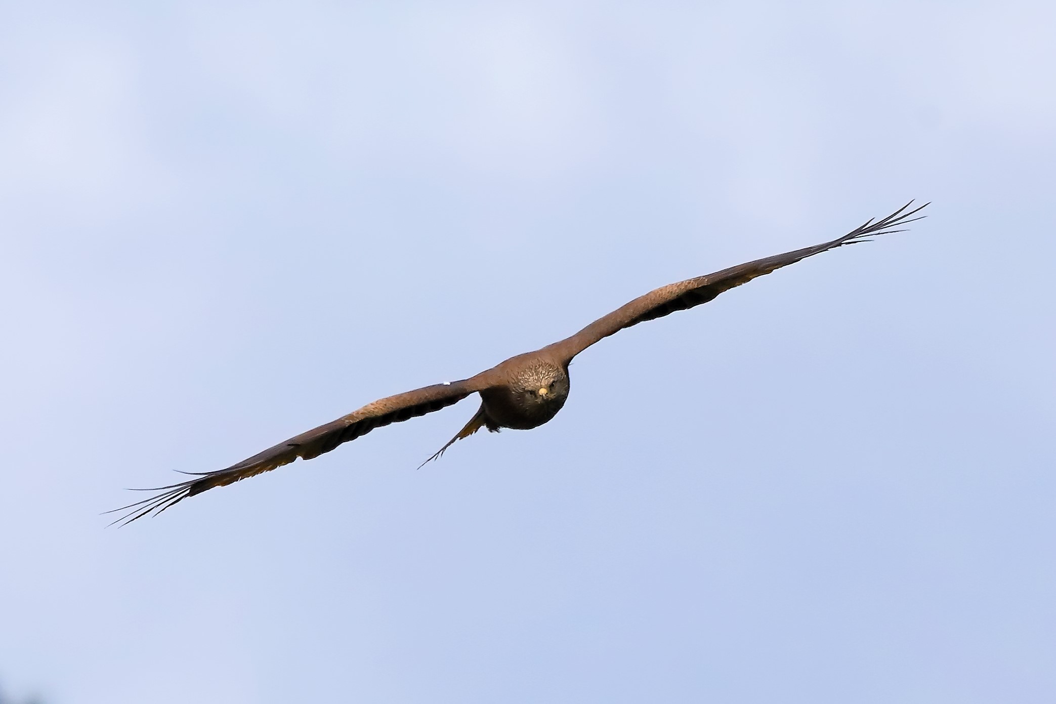 Nibbio bruno 14-05-2023