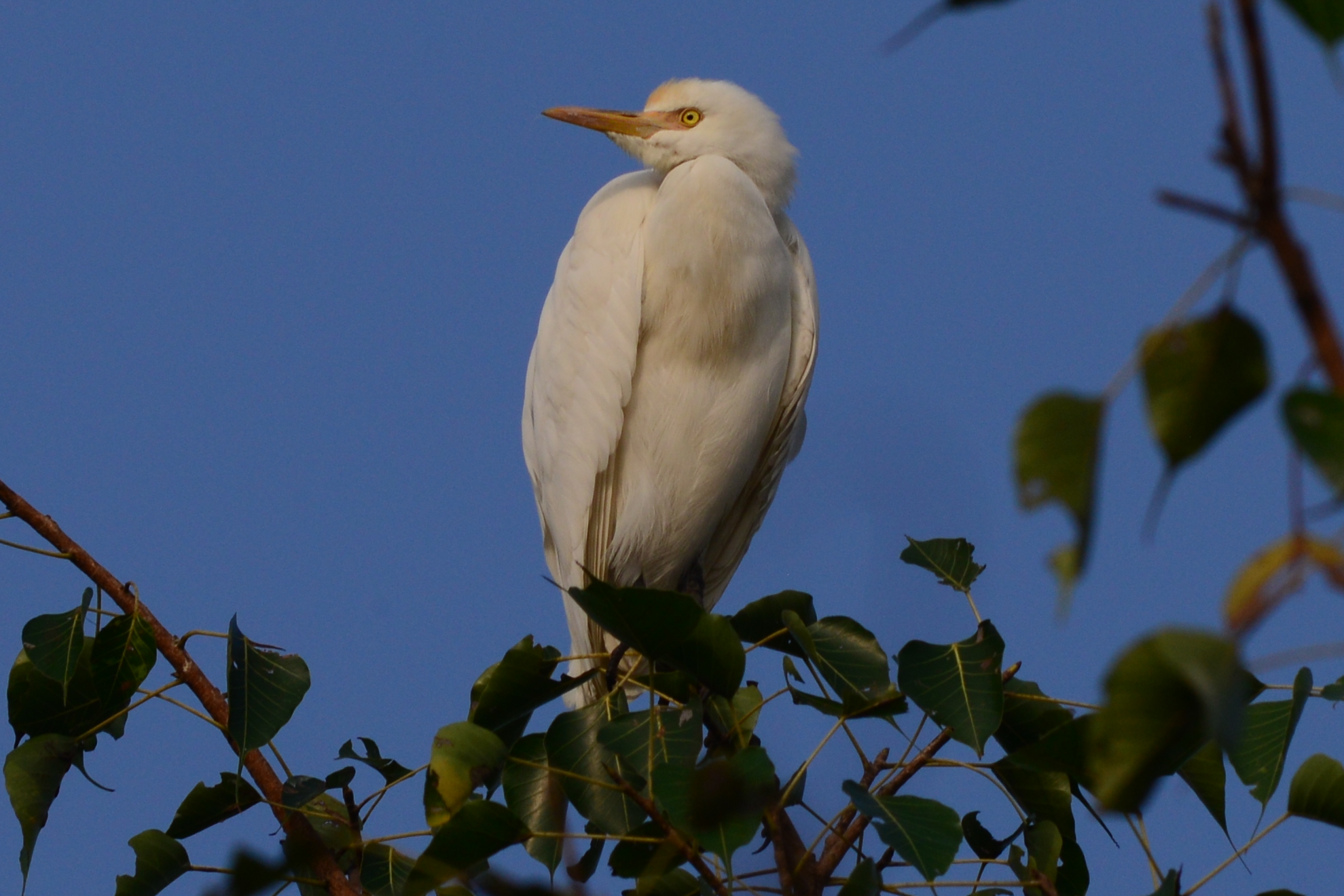 Airone guardabuoi , Bubulcus ibis