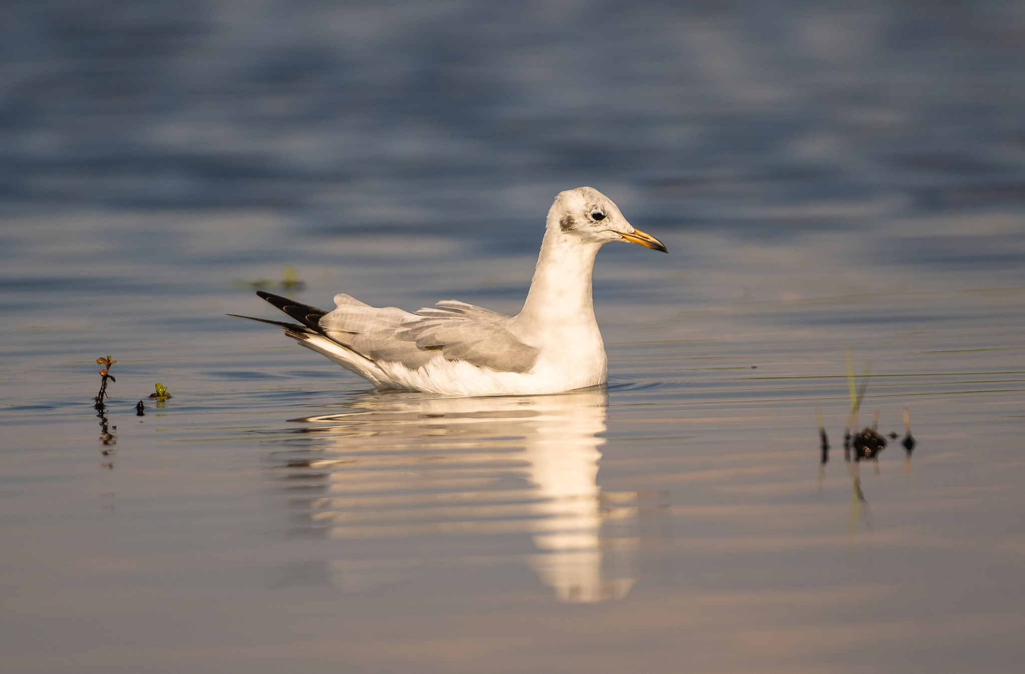 Gabbiano al tramonto