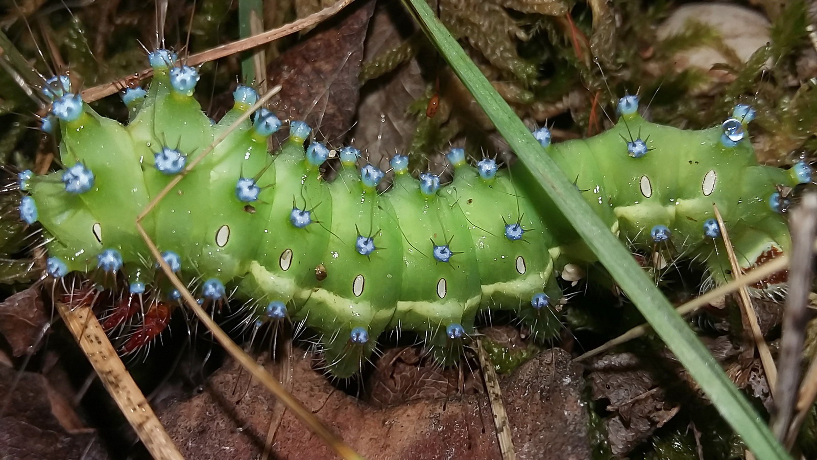 Caterpillar of Saturnia pyri