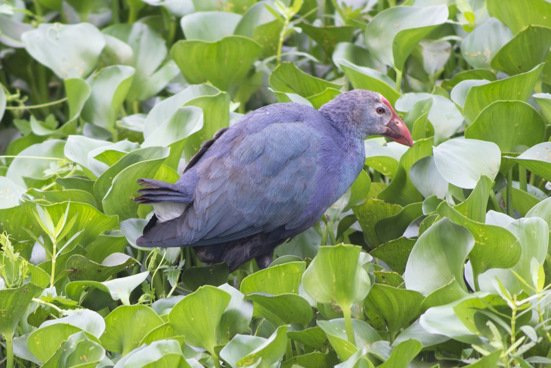 Pollo sultano, Porphyrio porphyrio