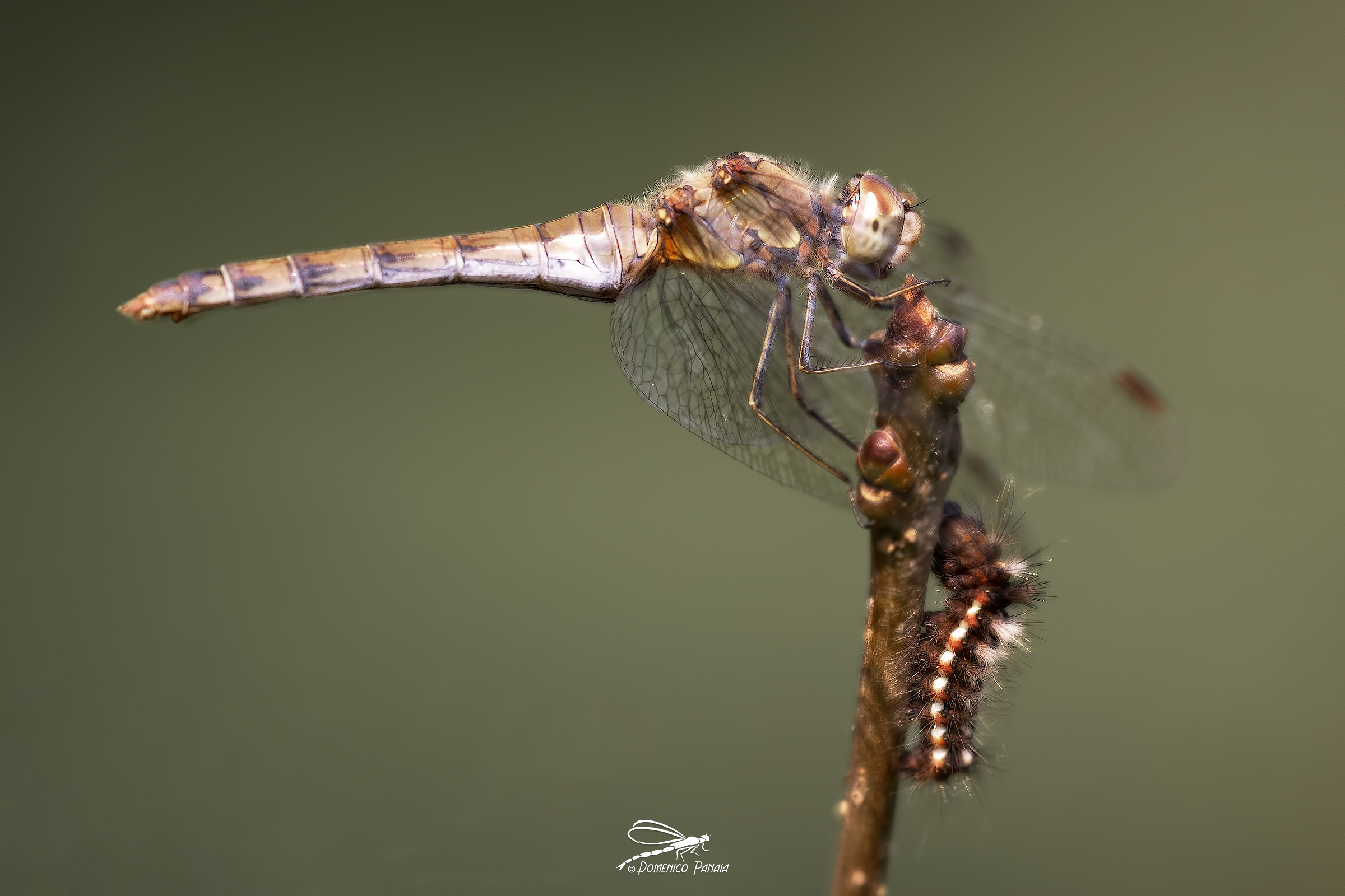 sympetrum striolatum con acronicta rumicis