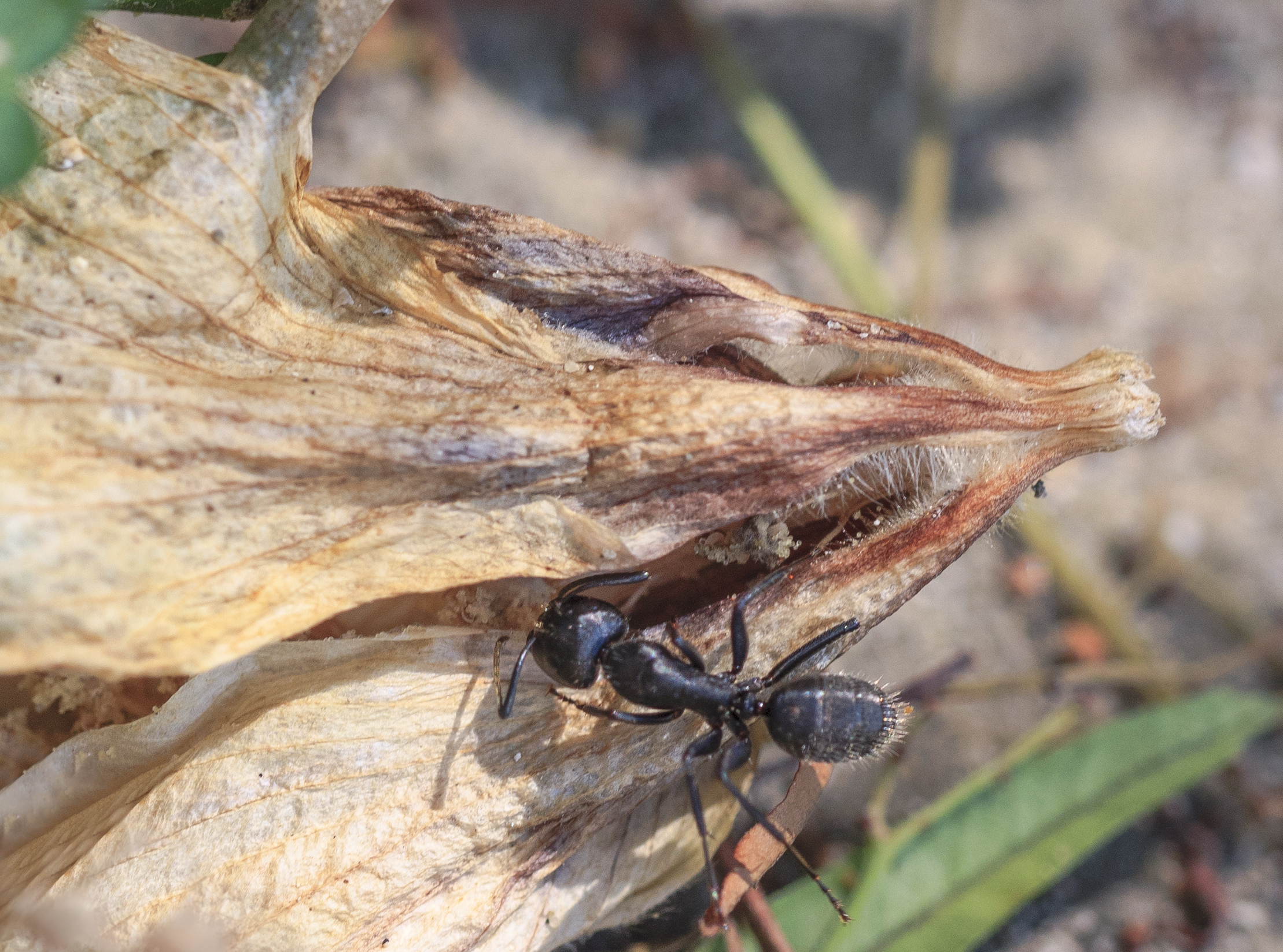 La formichina operosa