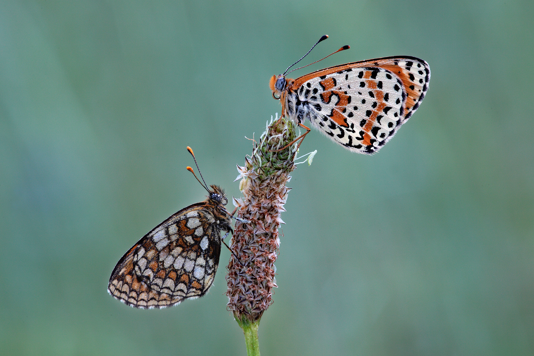 Prima coppia dell'anno