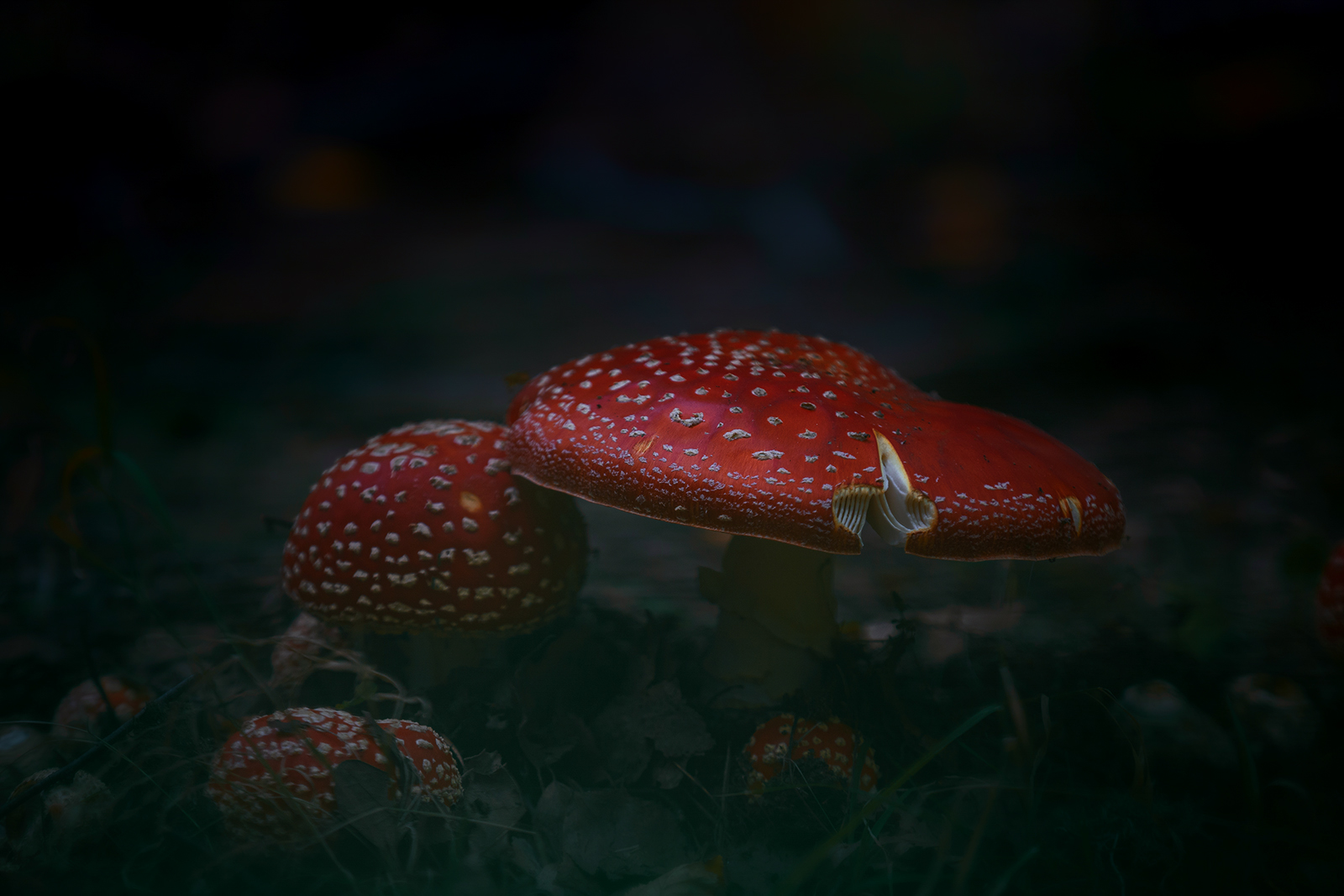 Untitled Photo