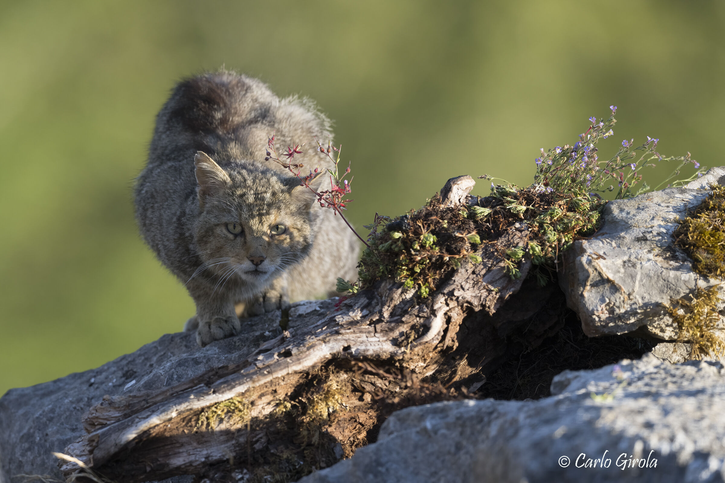 Wild cat (Felis silvestris)
