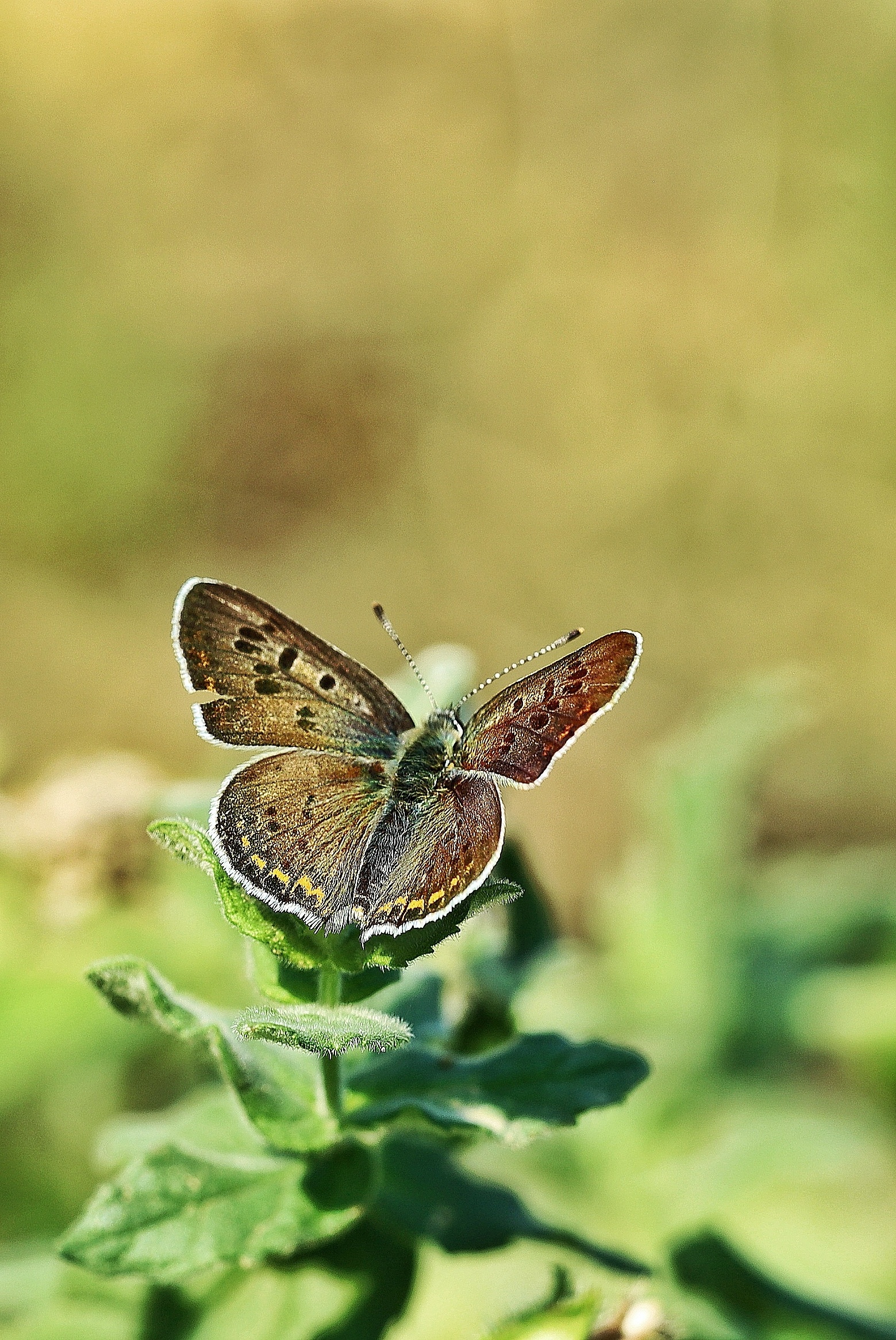 Lycaena tityrus