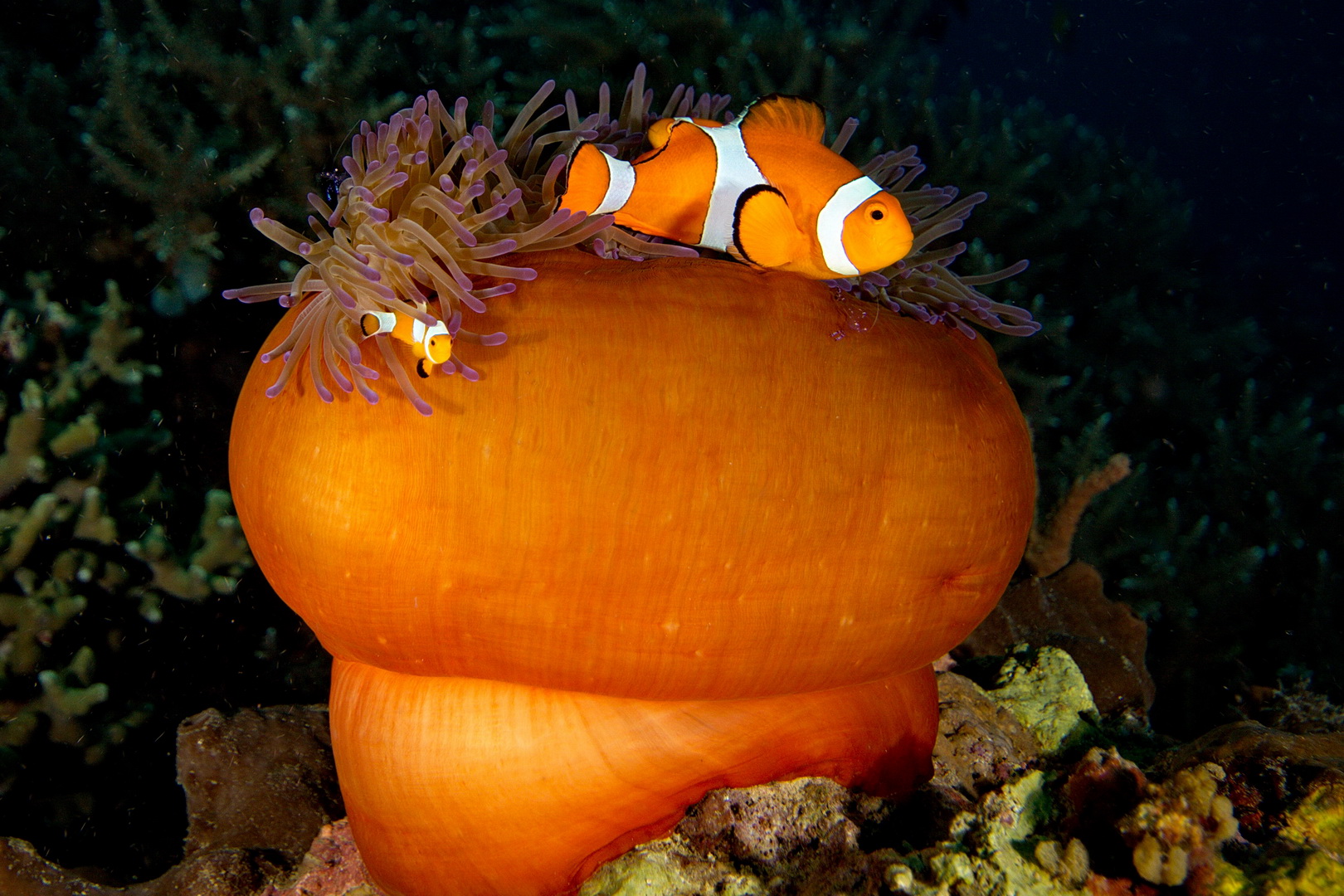 Anemone con pagliacci