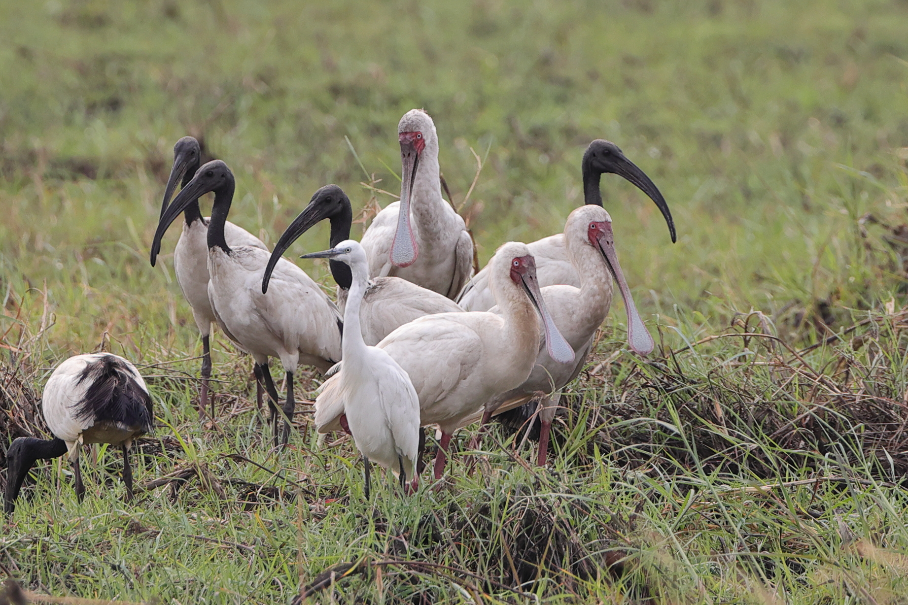 Botswana - Spatole, Ibis sacri e Garzetta