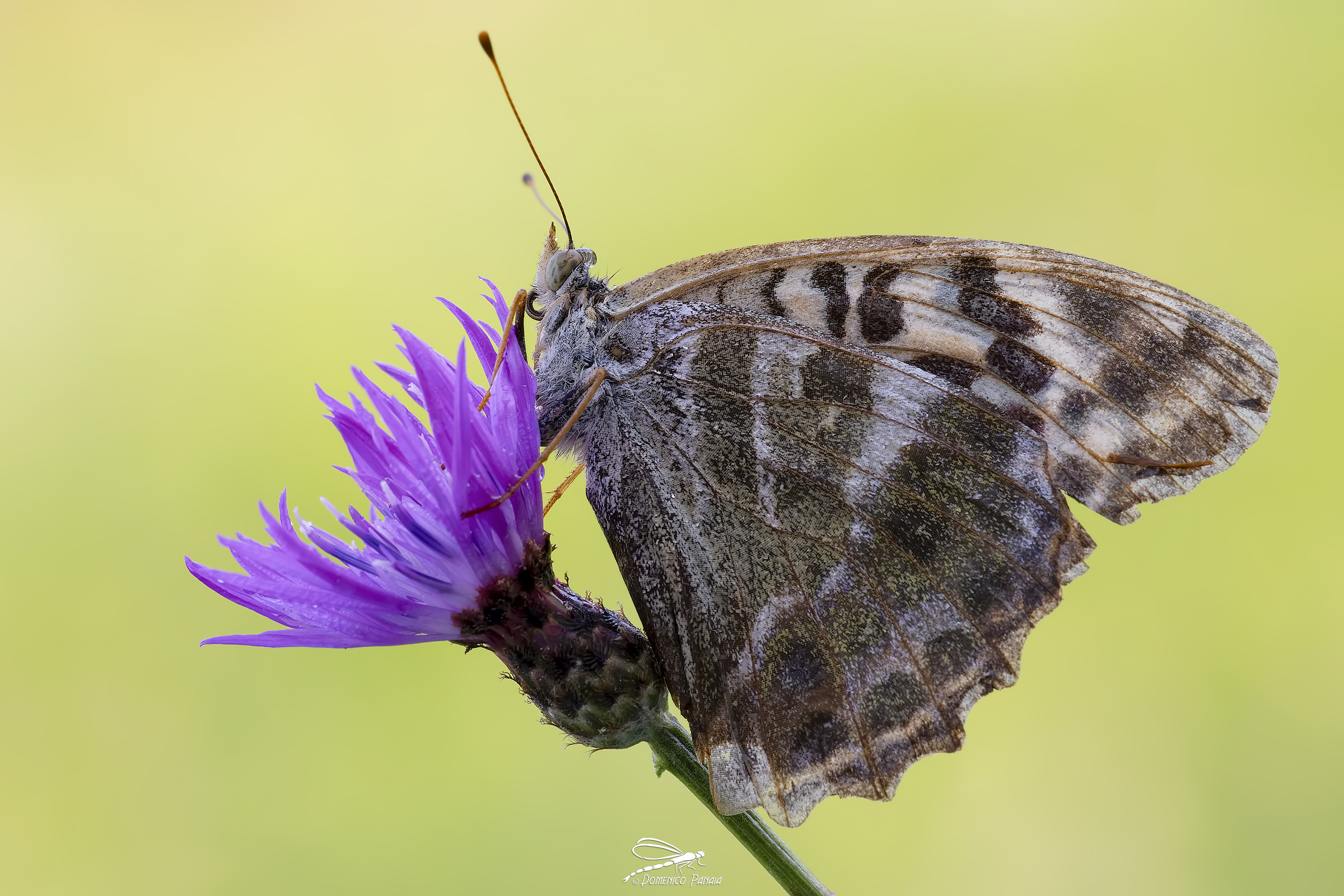 argynnis paphia