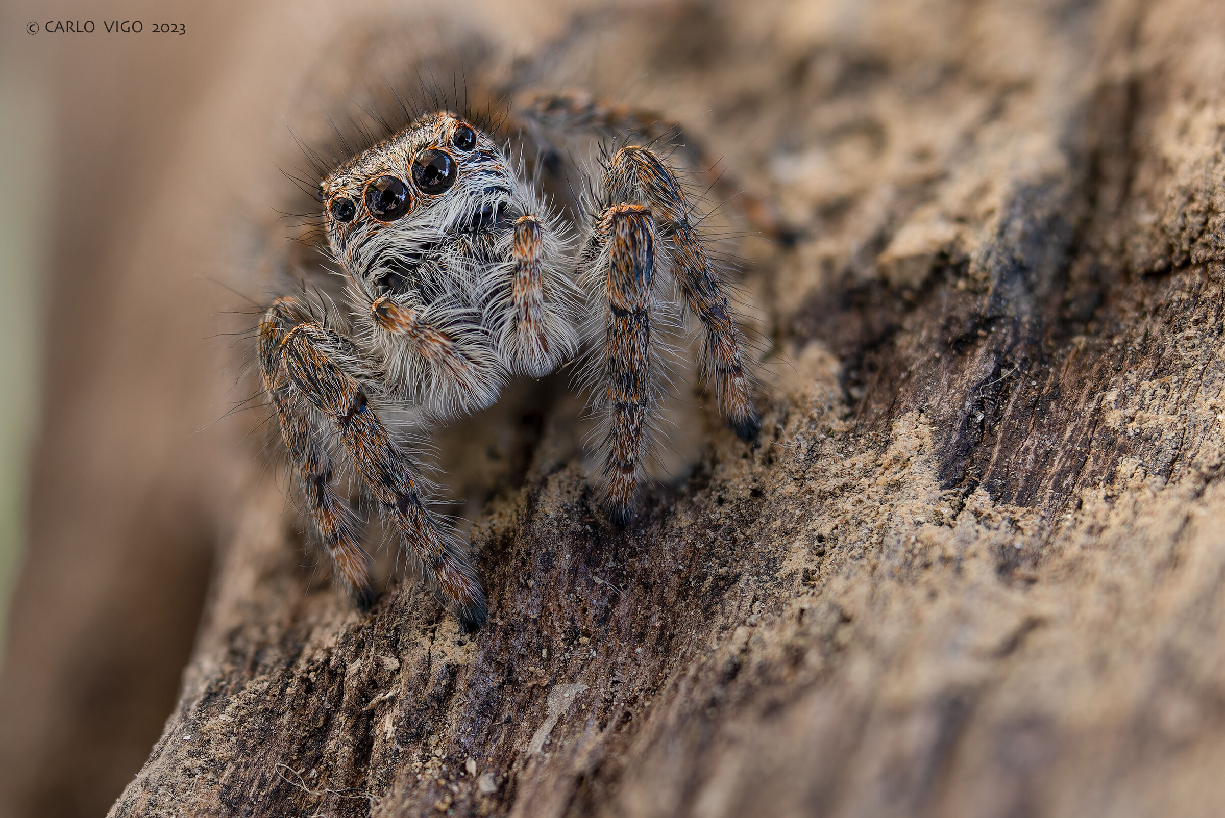 Salticidae