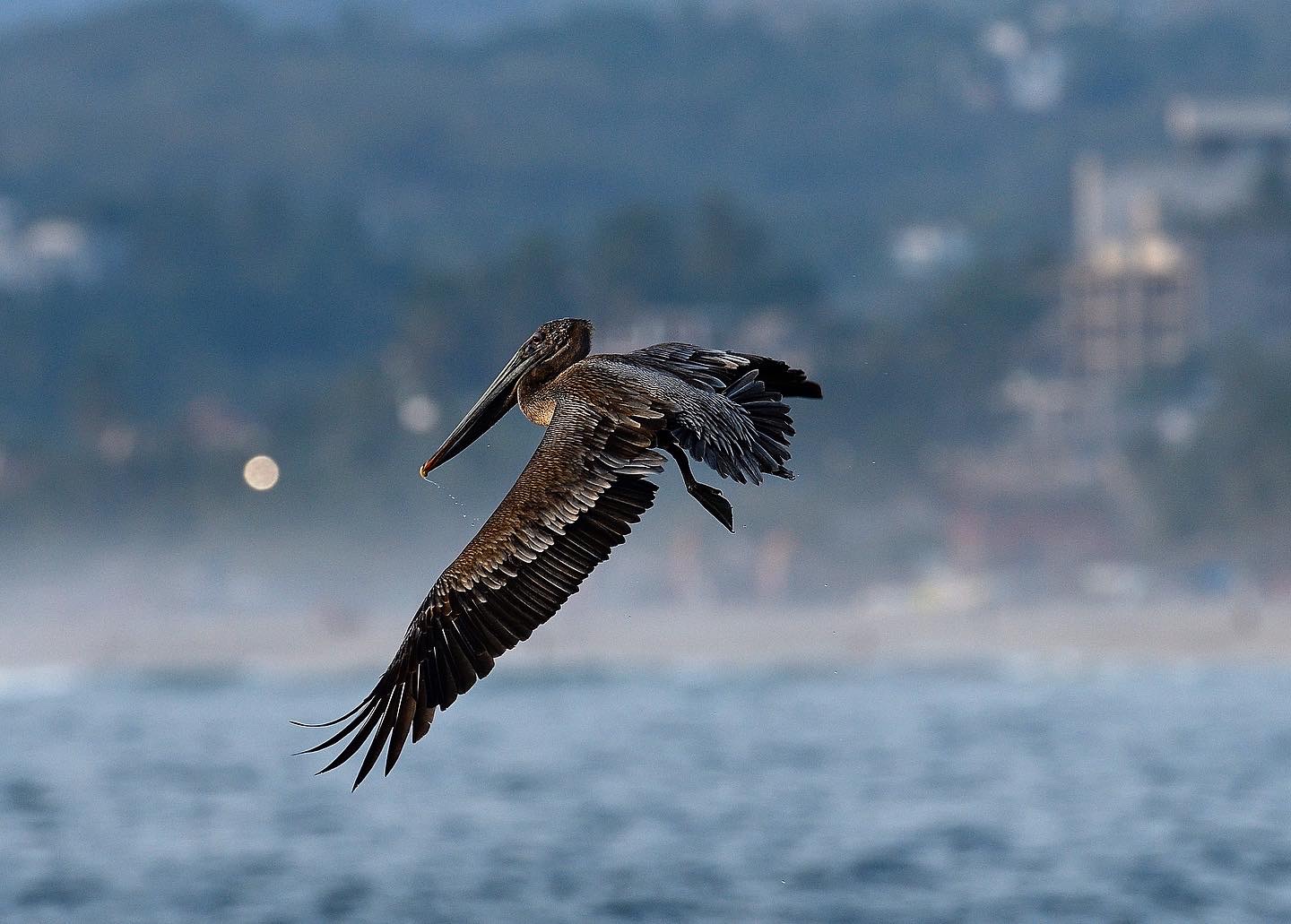Brown pelican