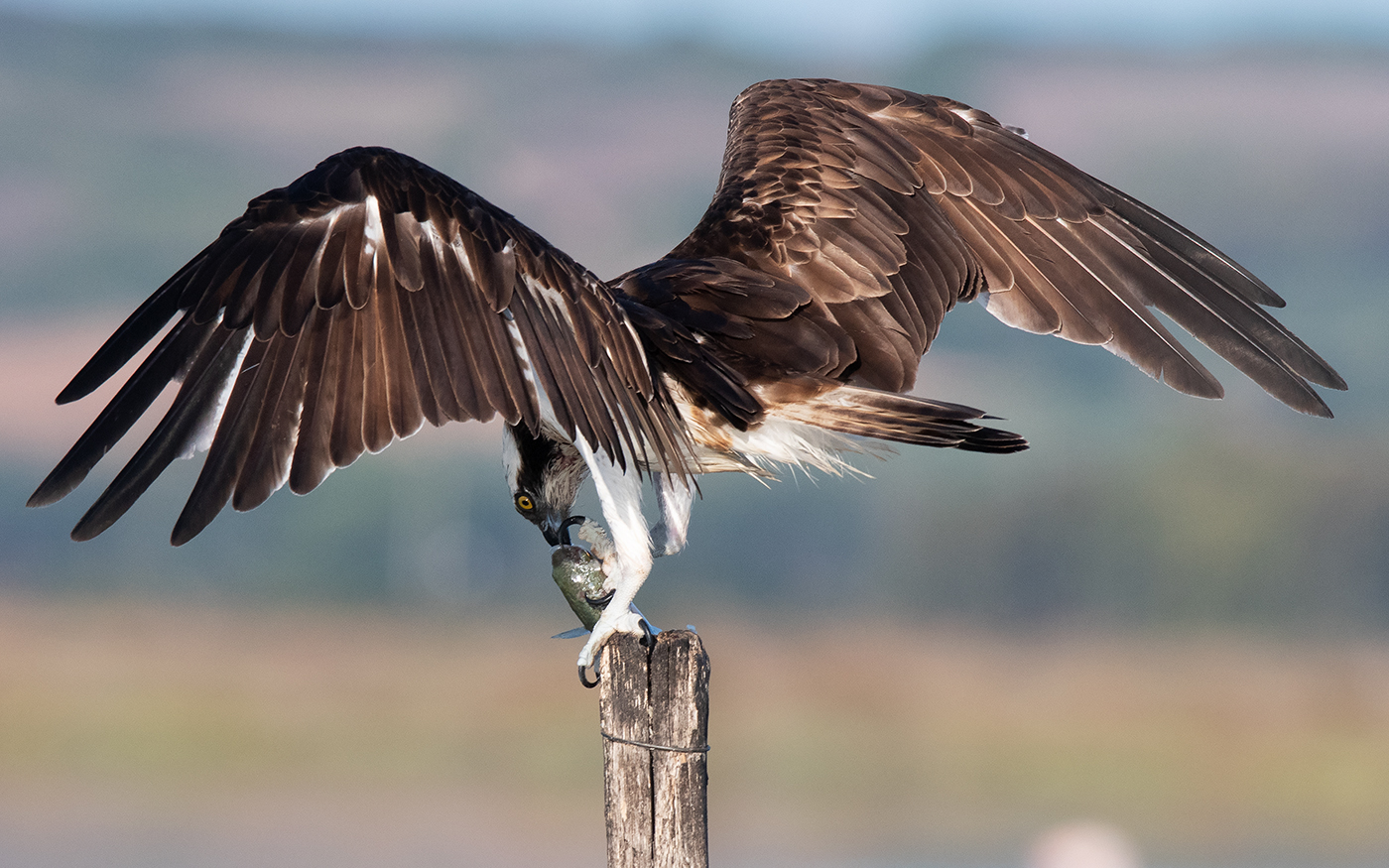 falco pescatore