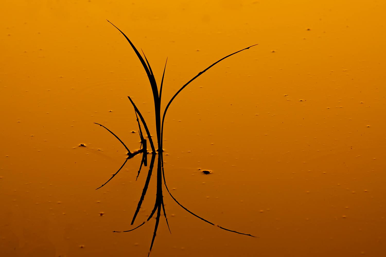 ikebana