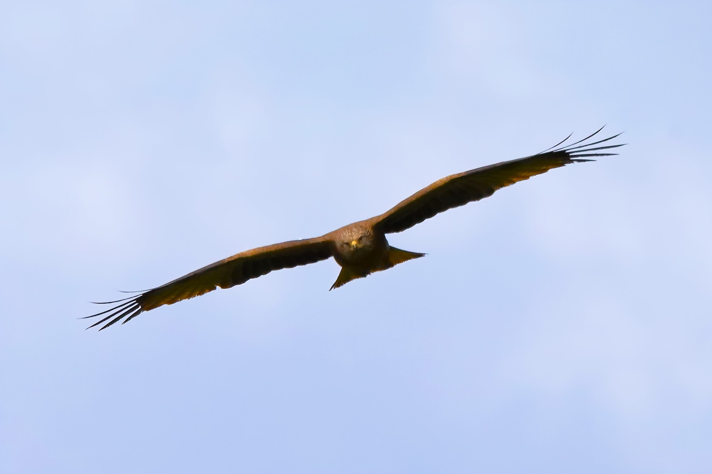 Nibbio bruno 14-05-2023