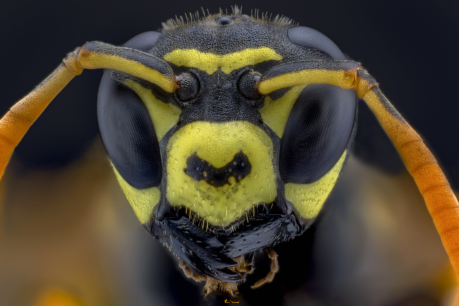 Polistes dominula, Vespidae
