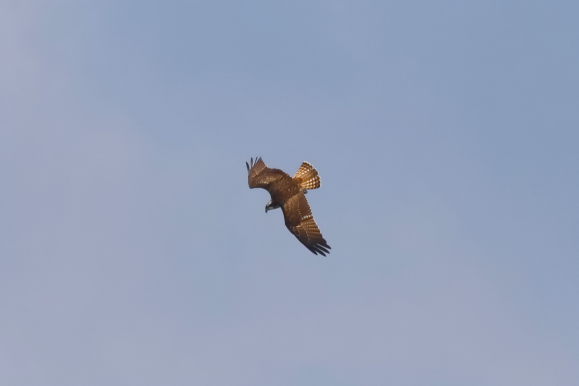 Falco pescatore 04-09-2023