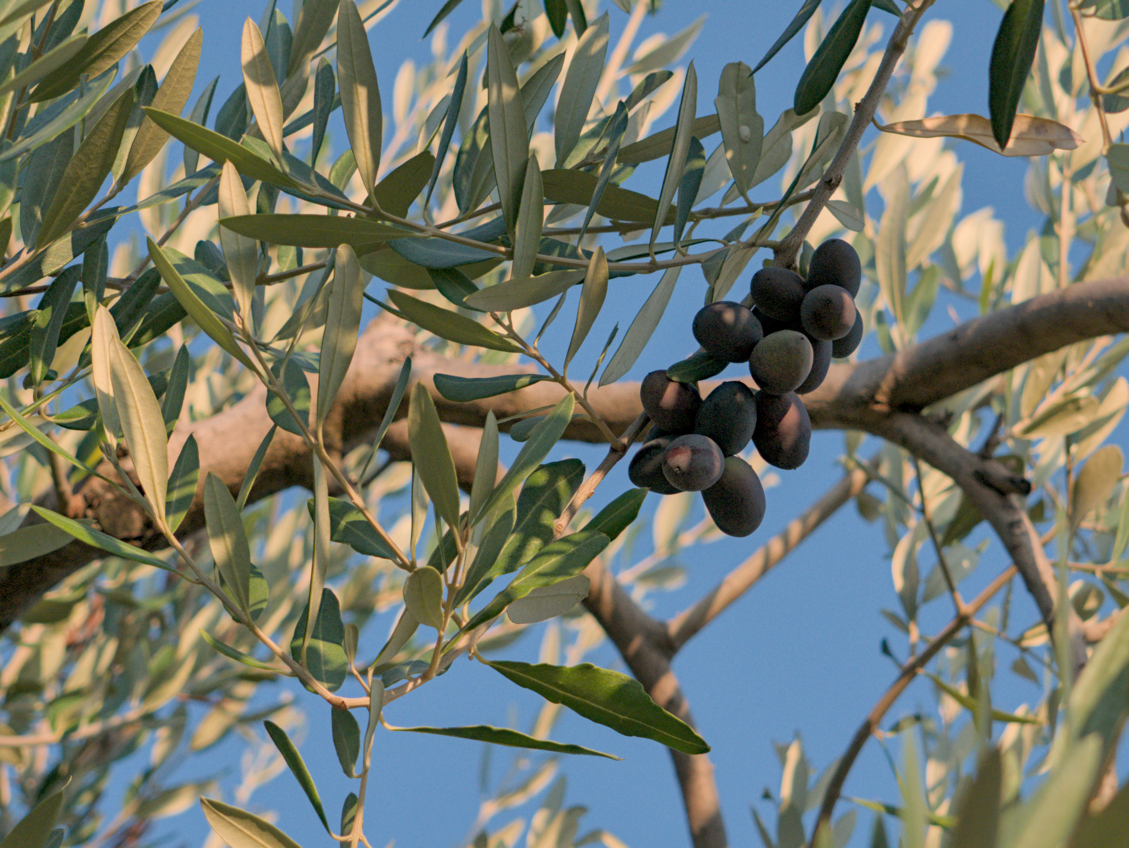 Olive