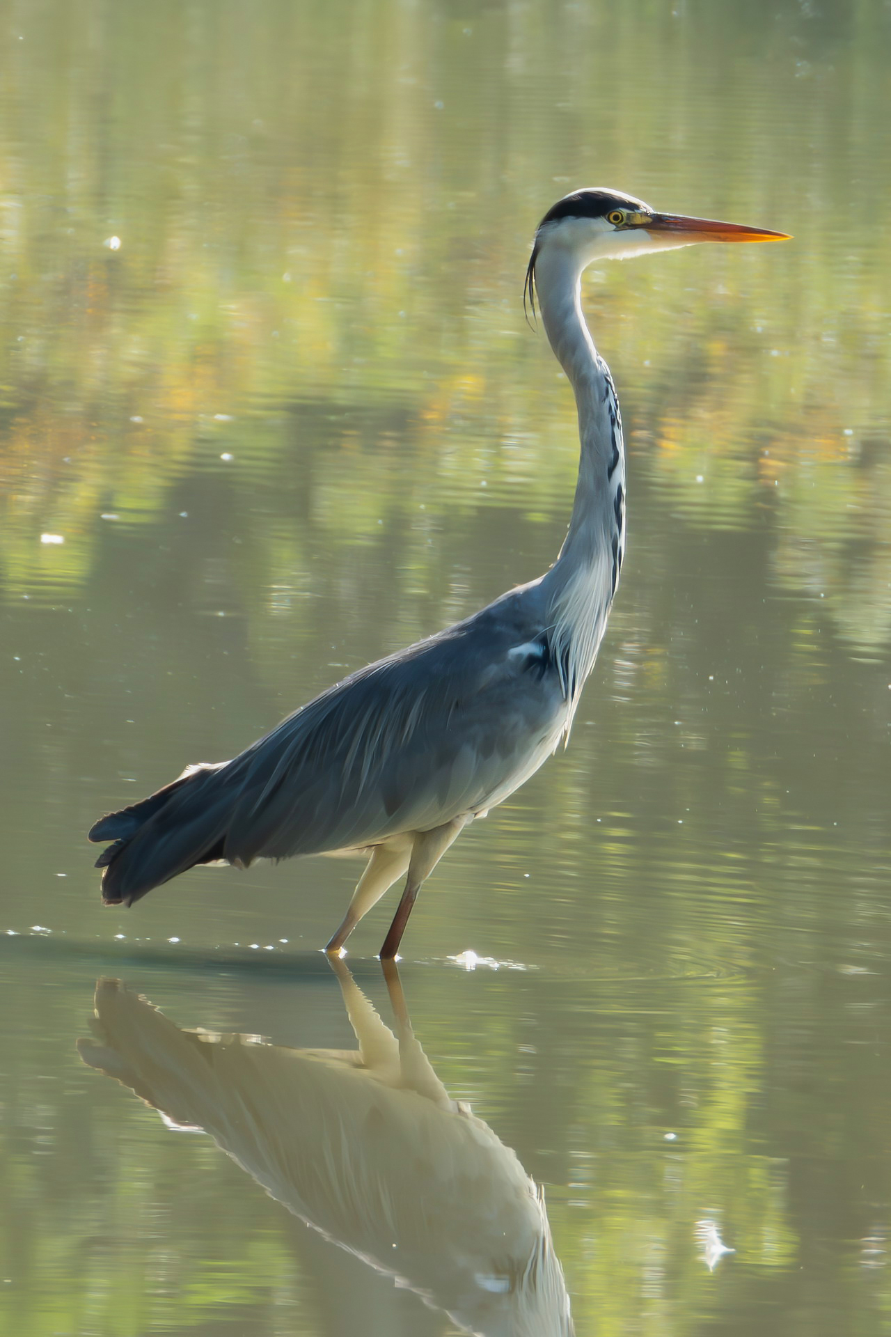 Grey heron