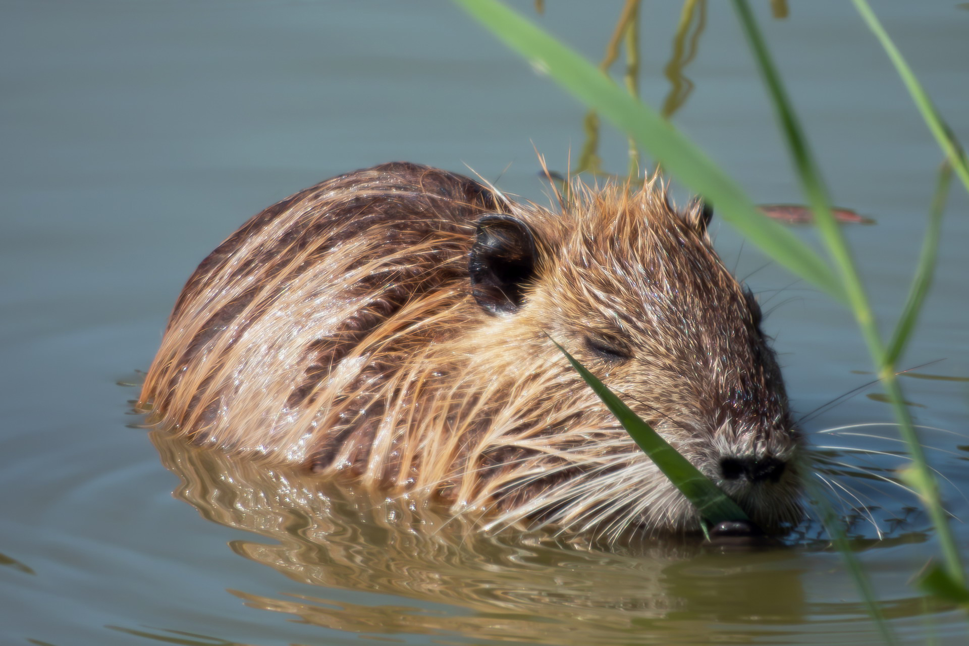 Nutria