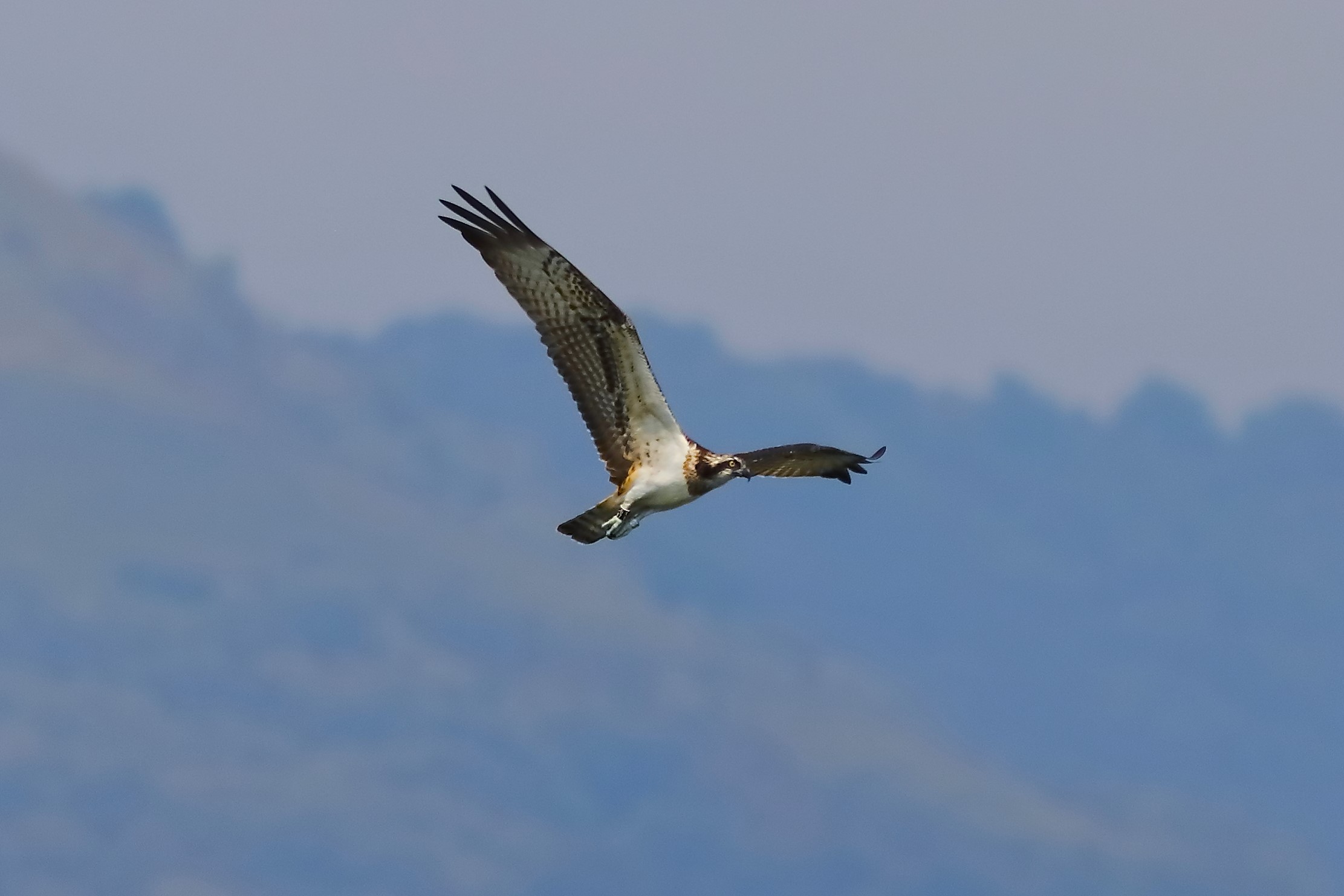 Falco pescatore 04-09-2023