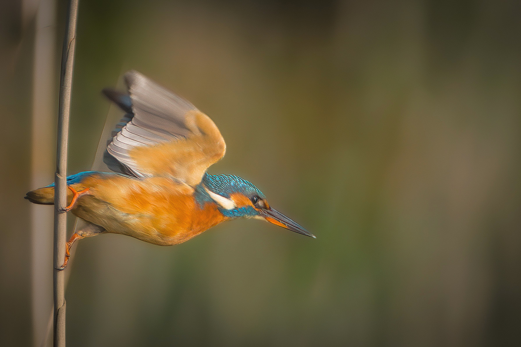 Female kingfisher