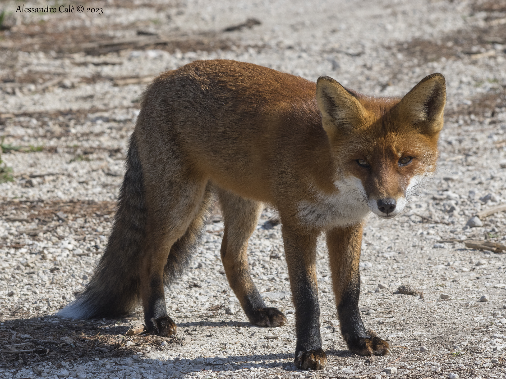 Vulpes vulpes (Volpe rossa) 1576