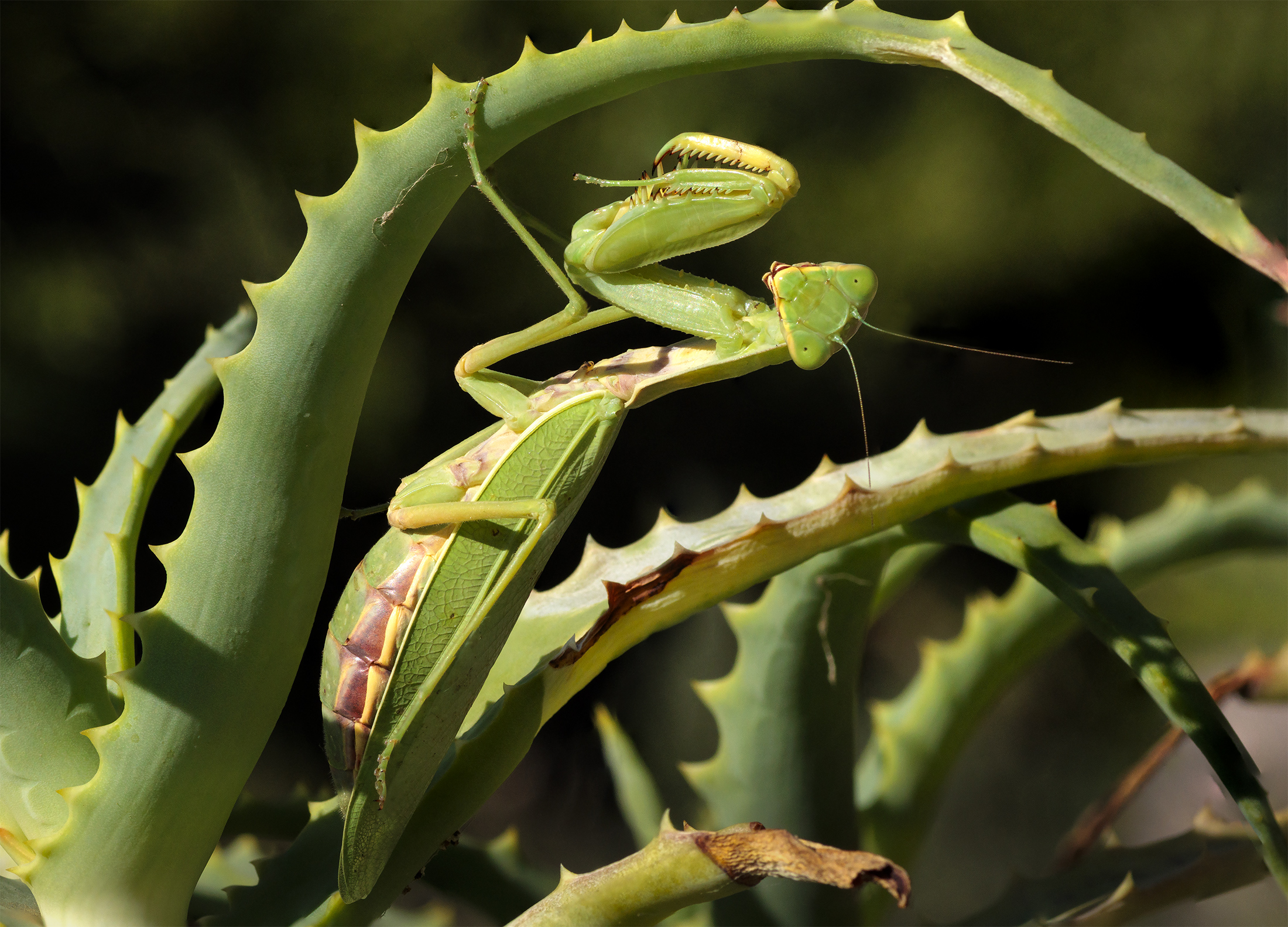 l' aloe ha messo una foglia nuova...