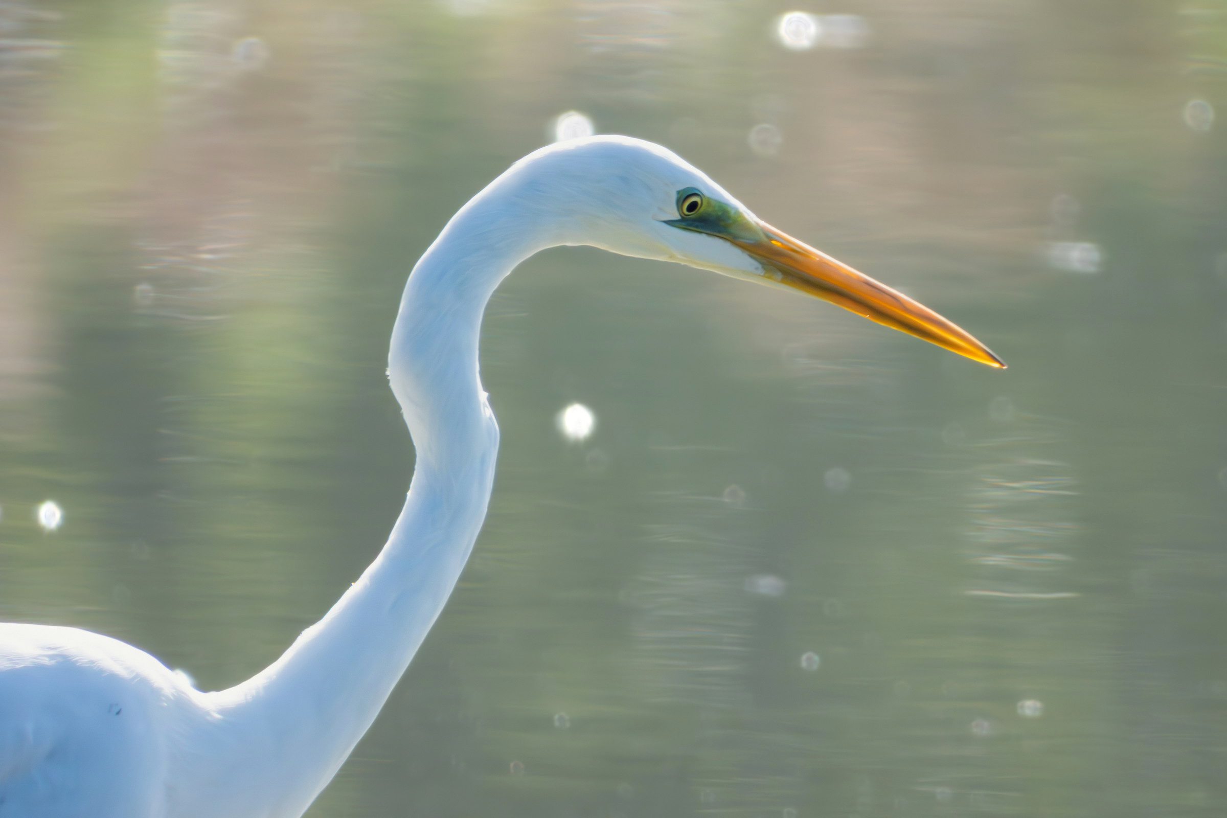 White Heron