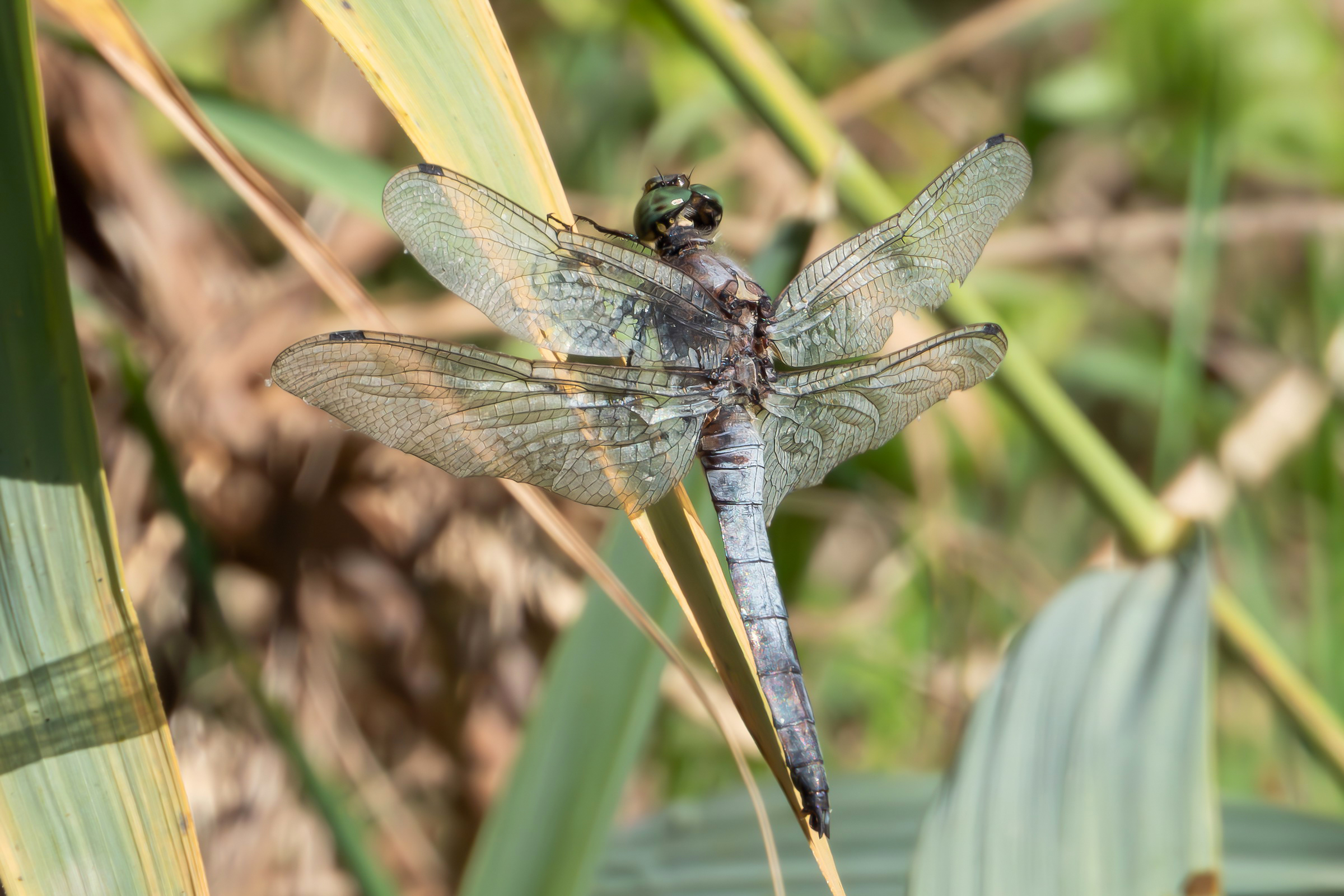 Orthetrum sp. z o.o.