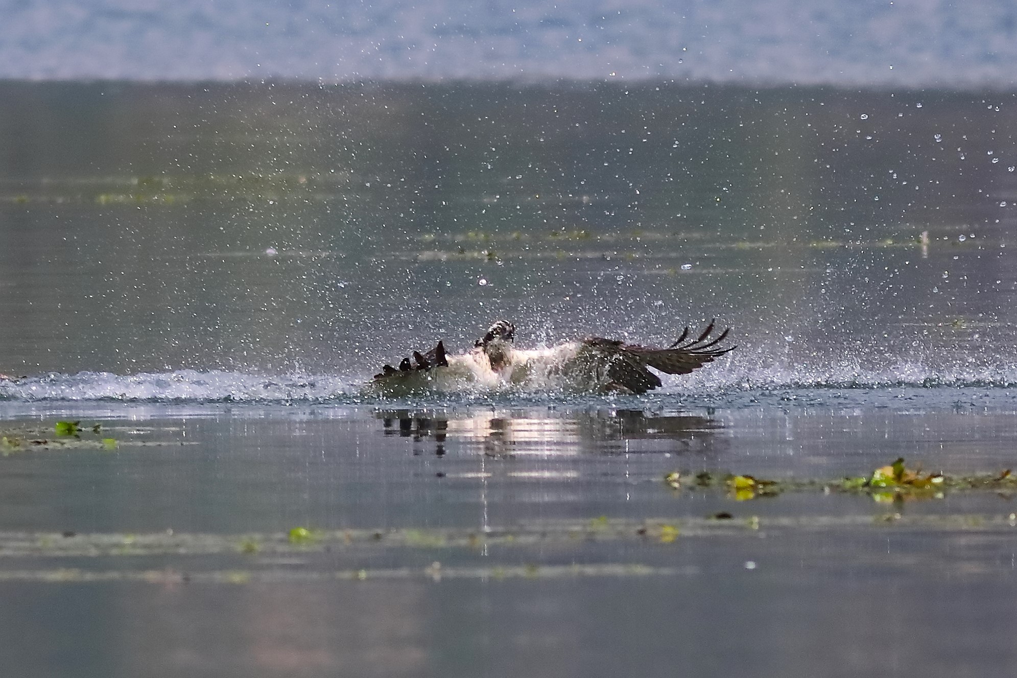 Falco pescatore 01-09-2023