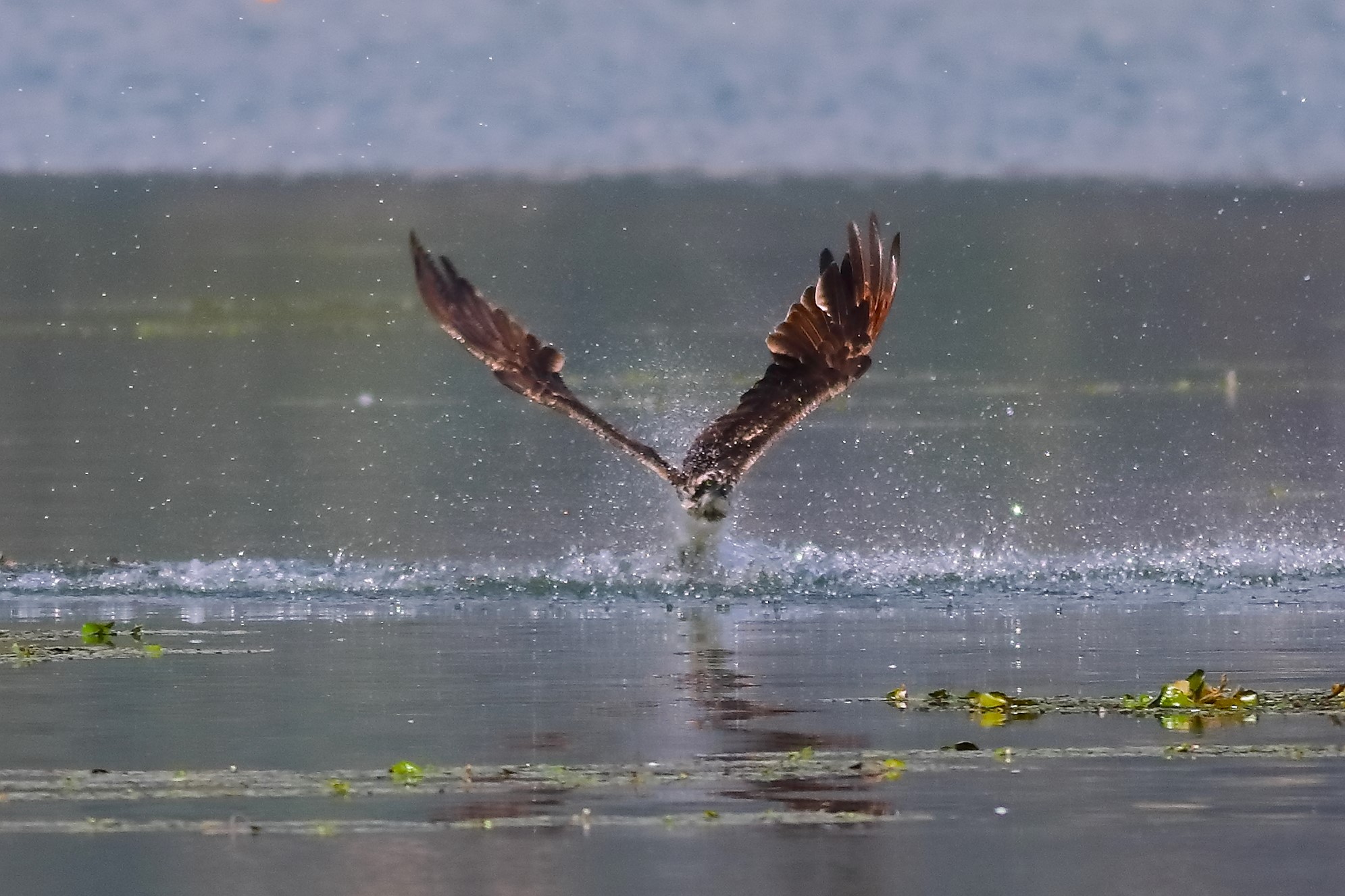 Falco pescatore 01-09-2023