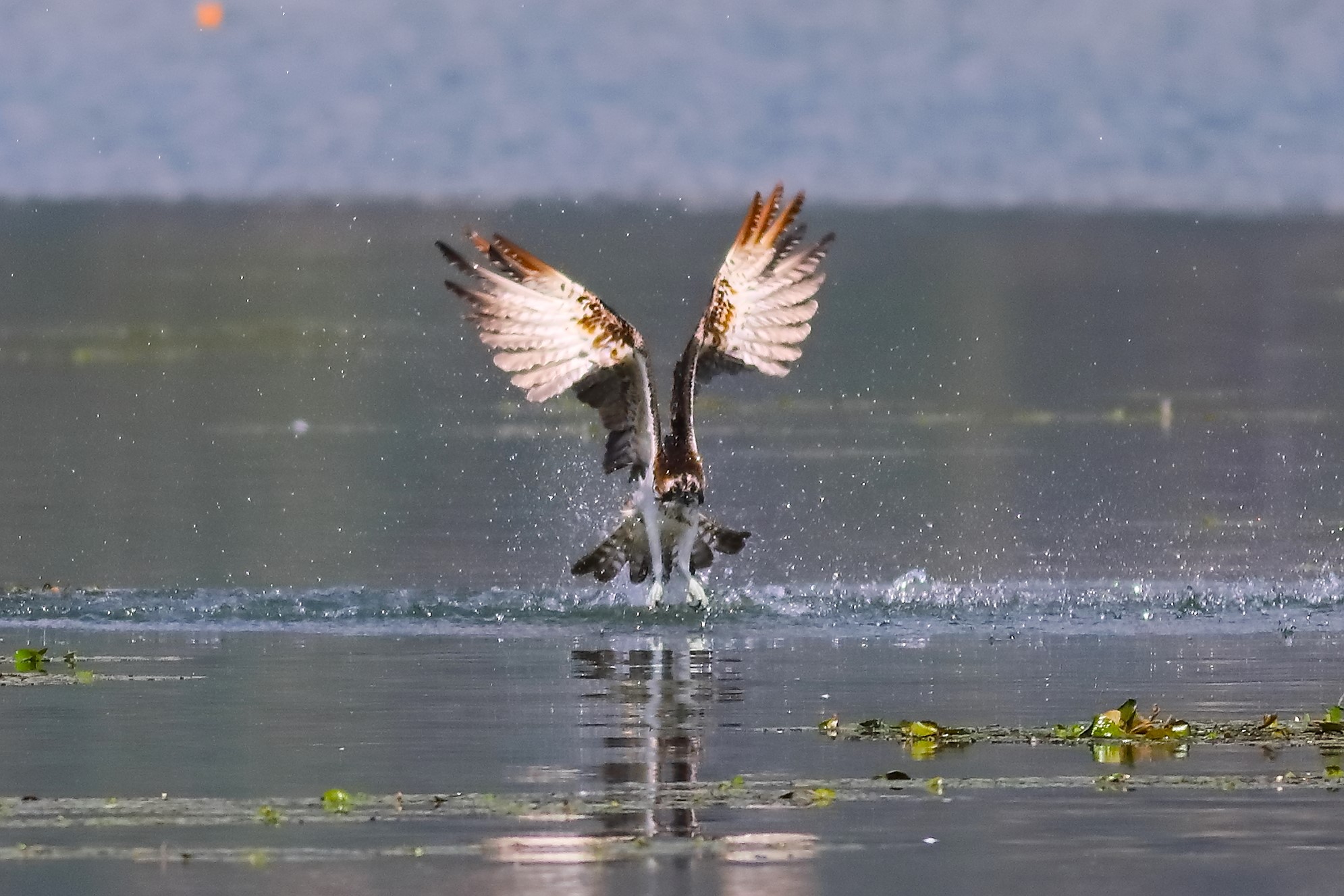 Falco pescatore 01-09-2023
