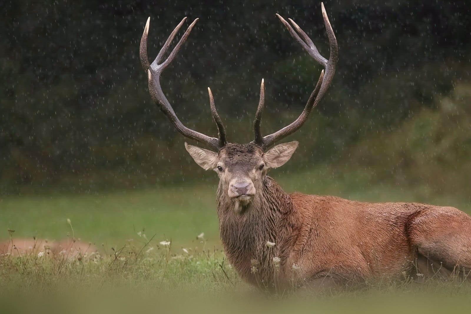 The King in the rain