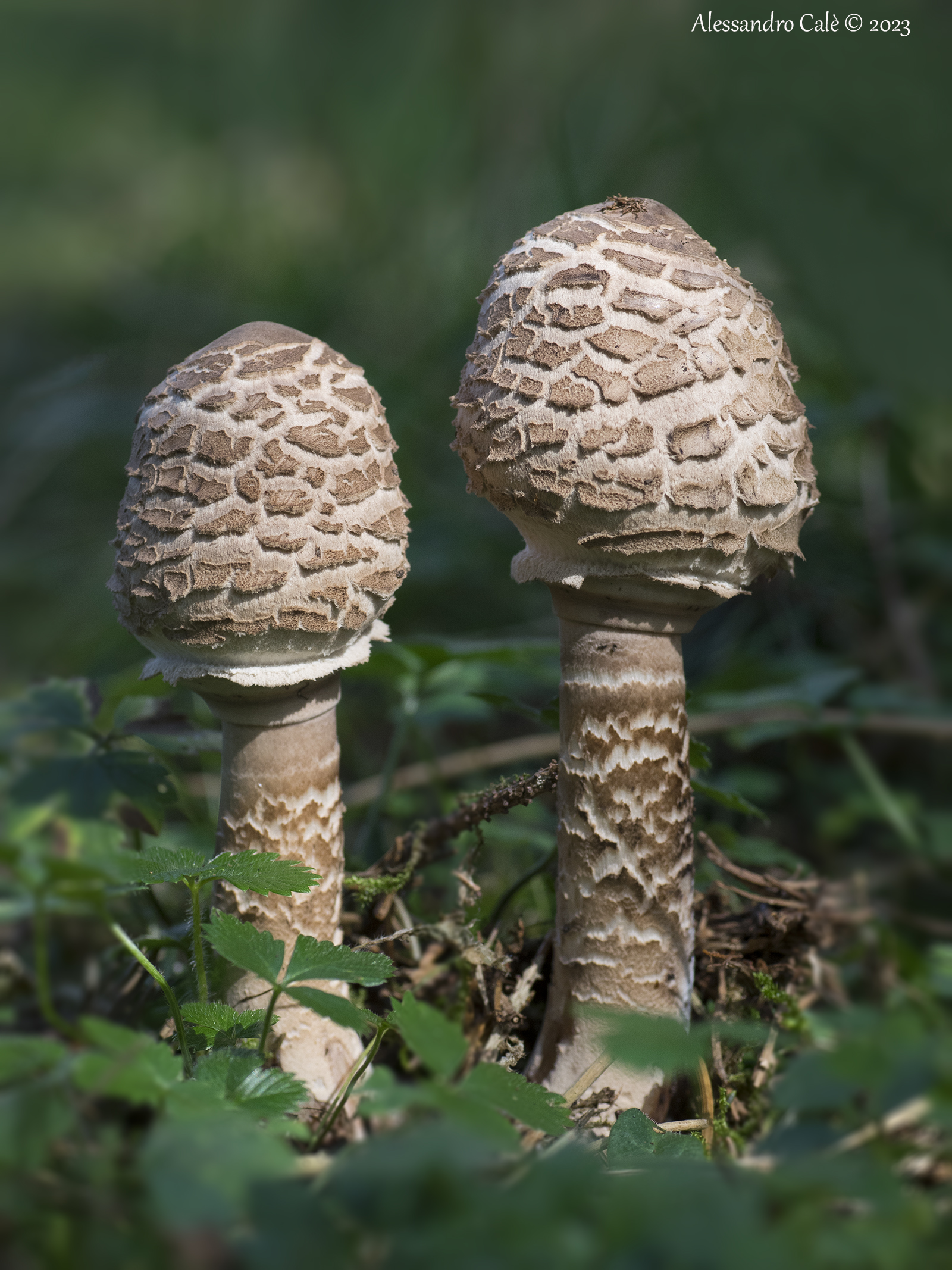 Macrolepiota procera (Drum Club) 1547
