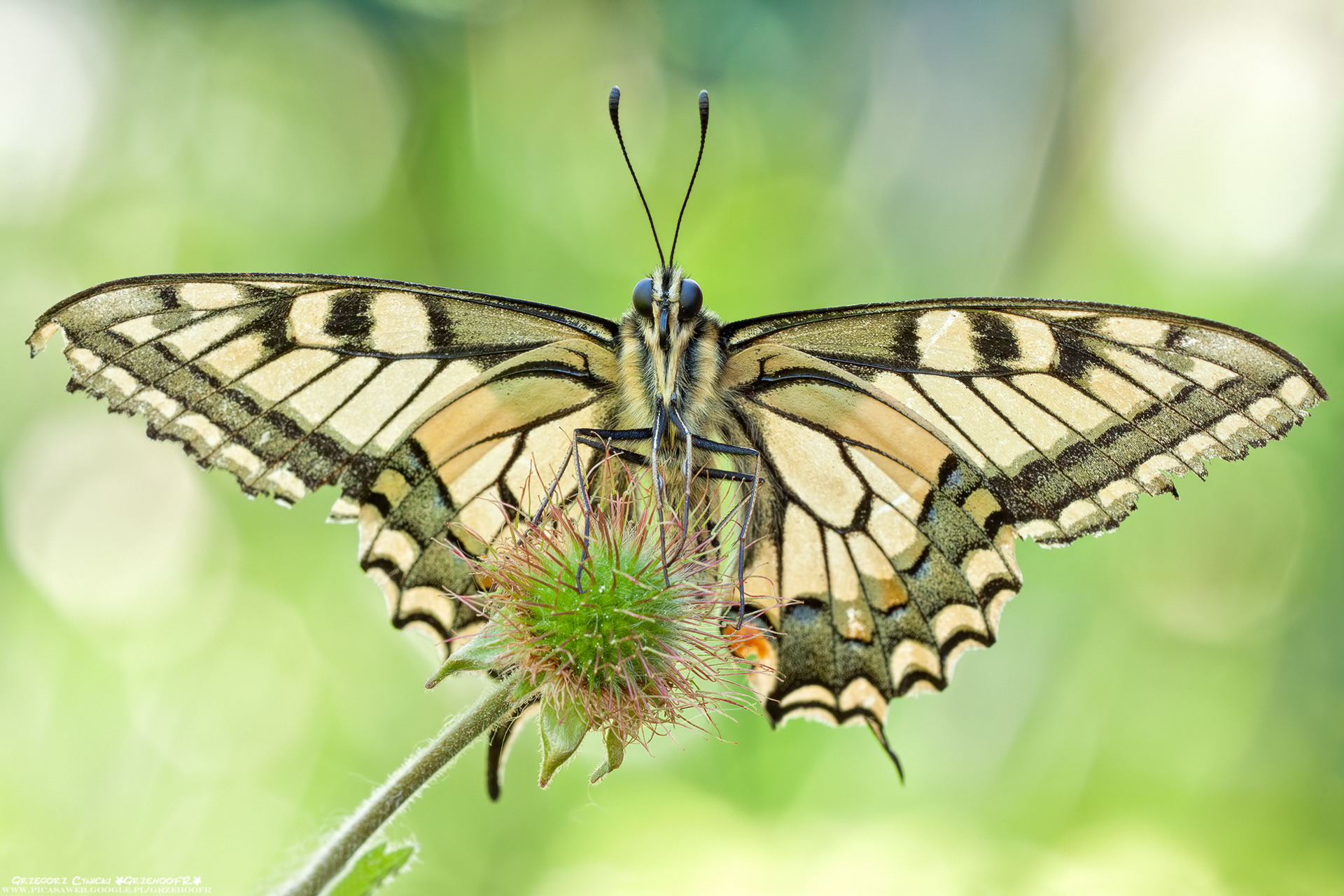 Papilio machaon