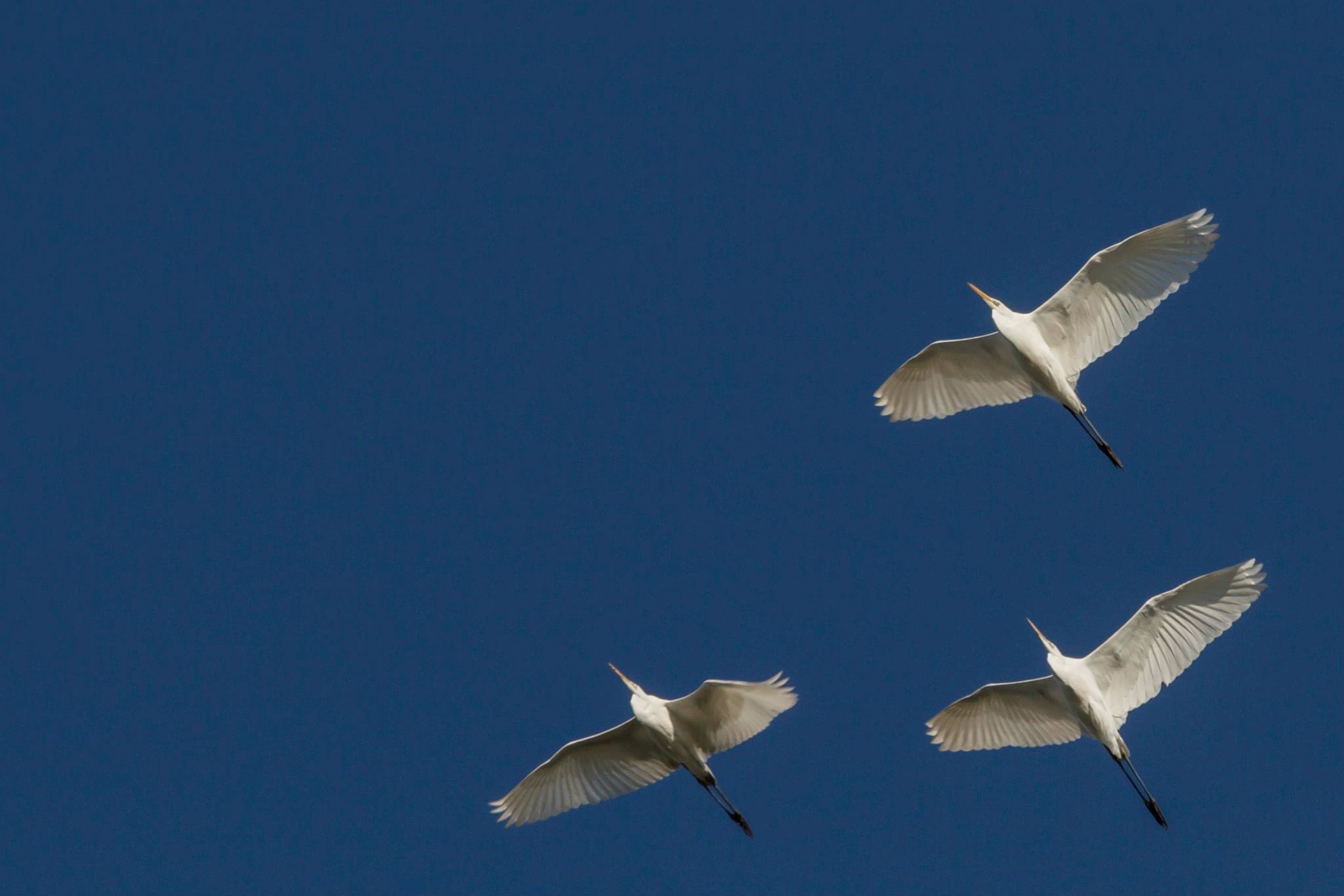 White Herons in formation