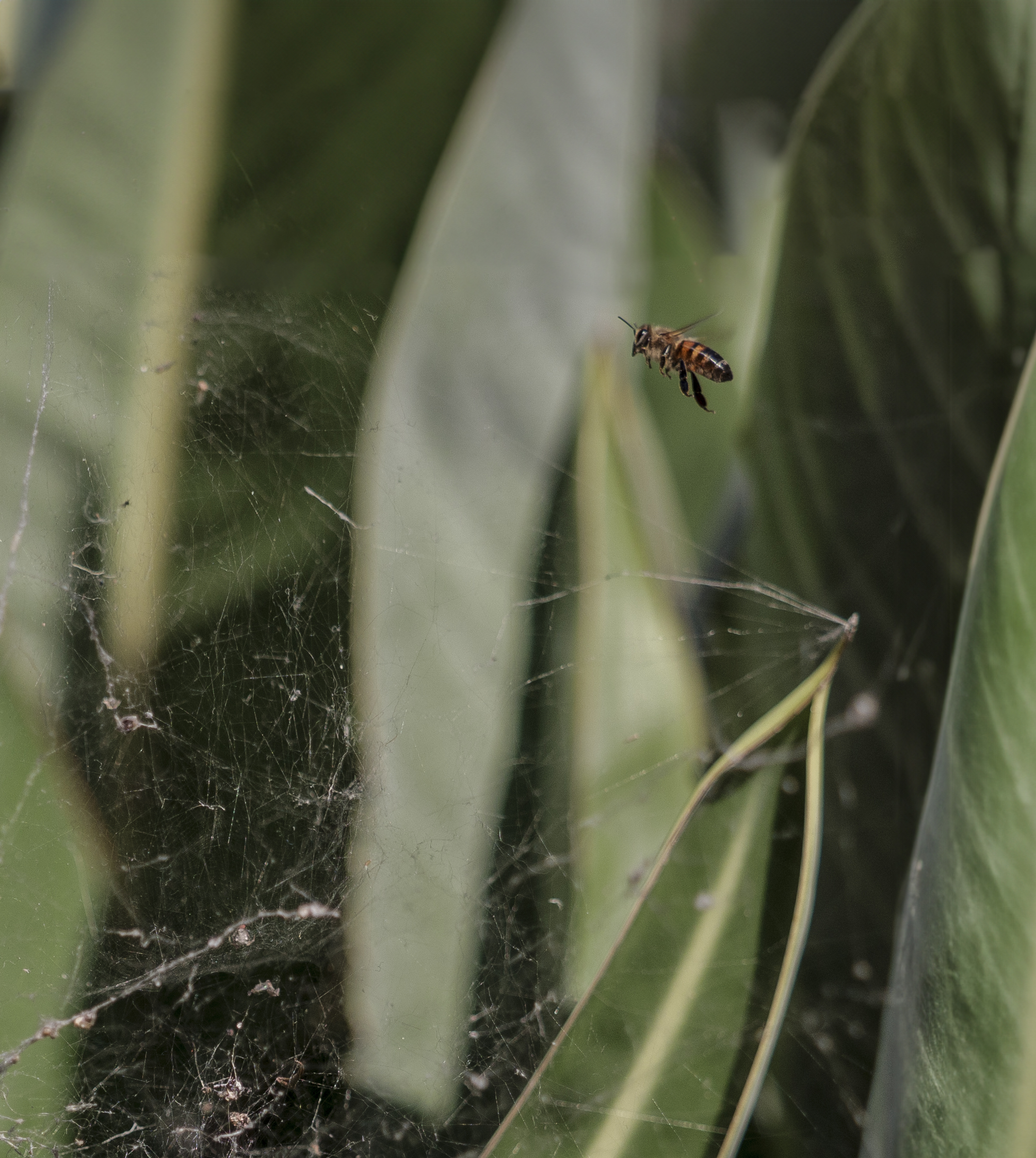 Bee against spider web...