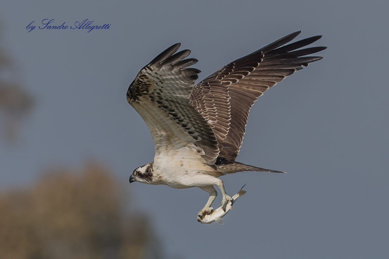 Il falco pescatore (Pandion haliaetus)
