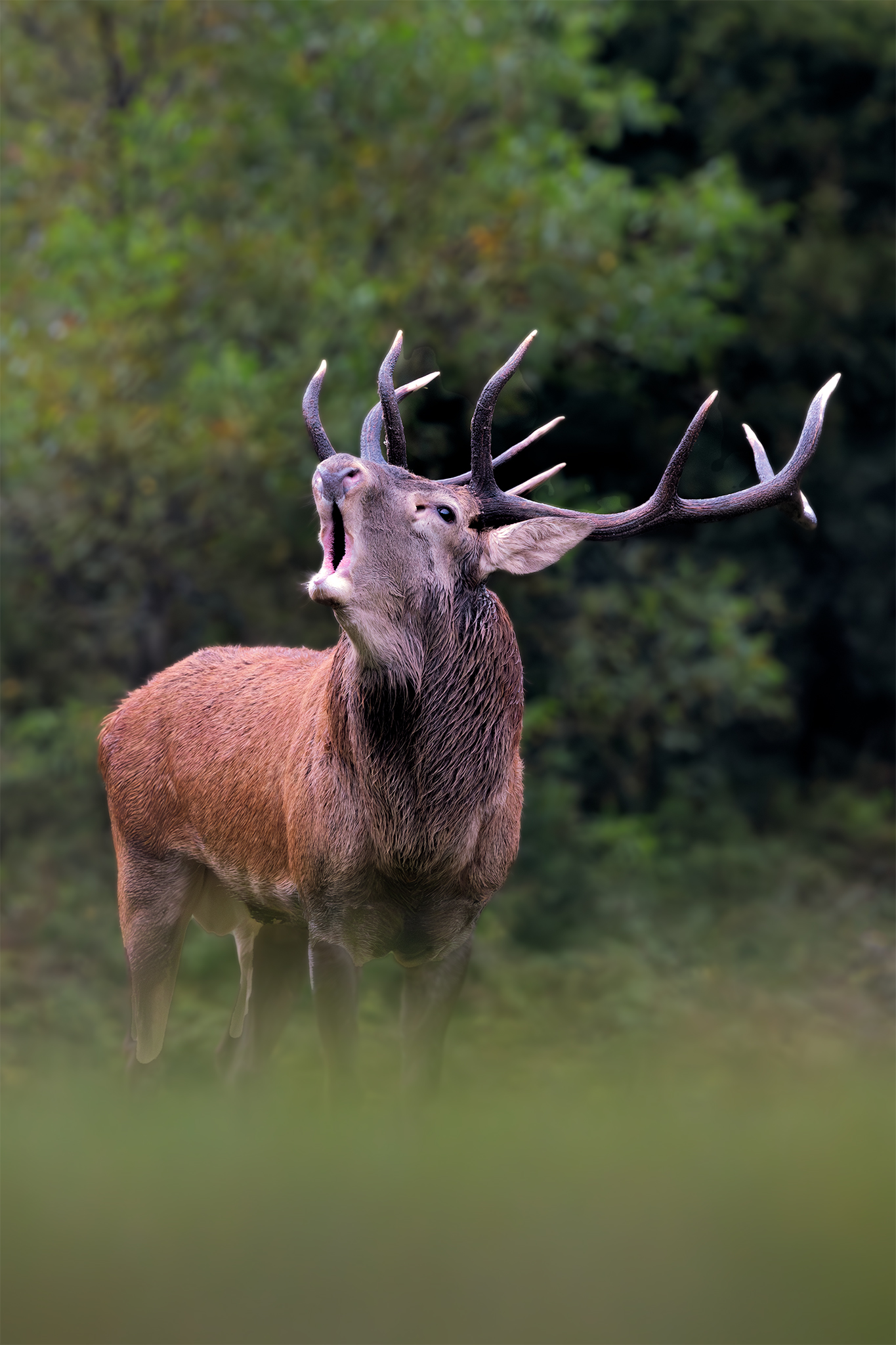 Il bramito del cervo