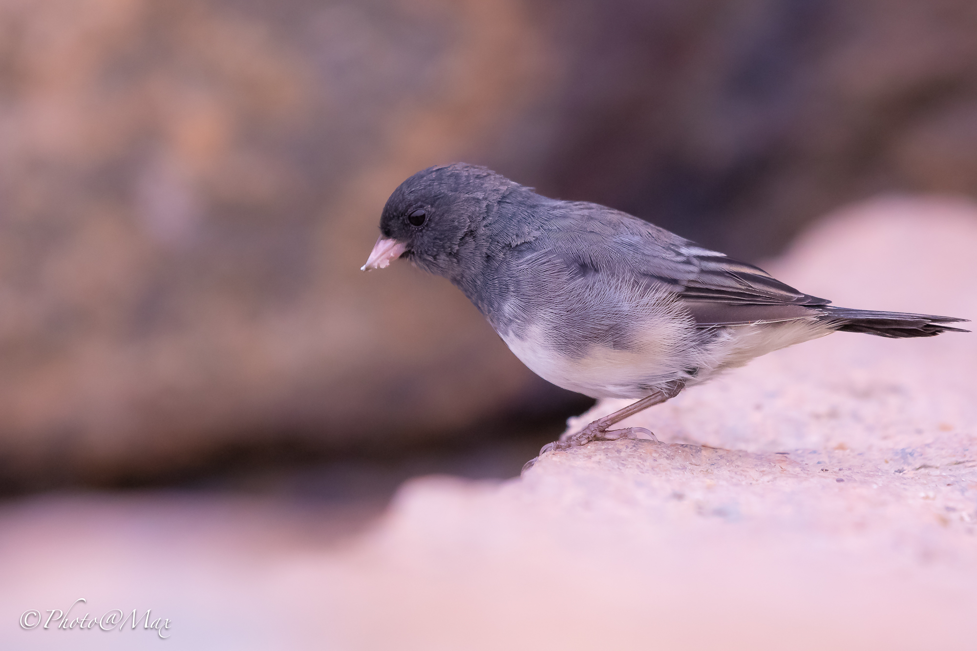 Junco occhiscuri