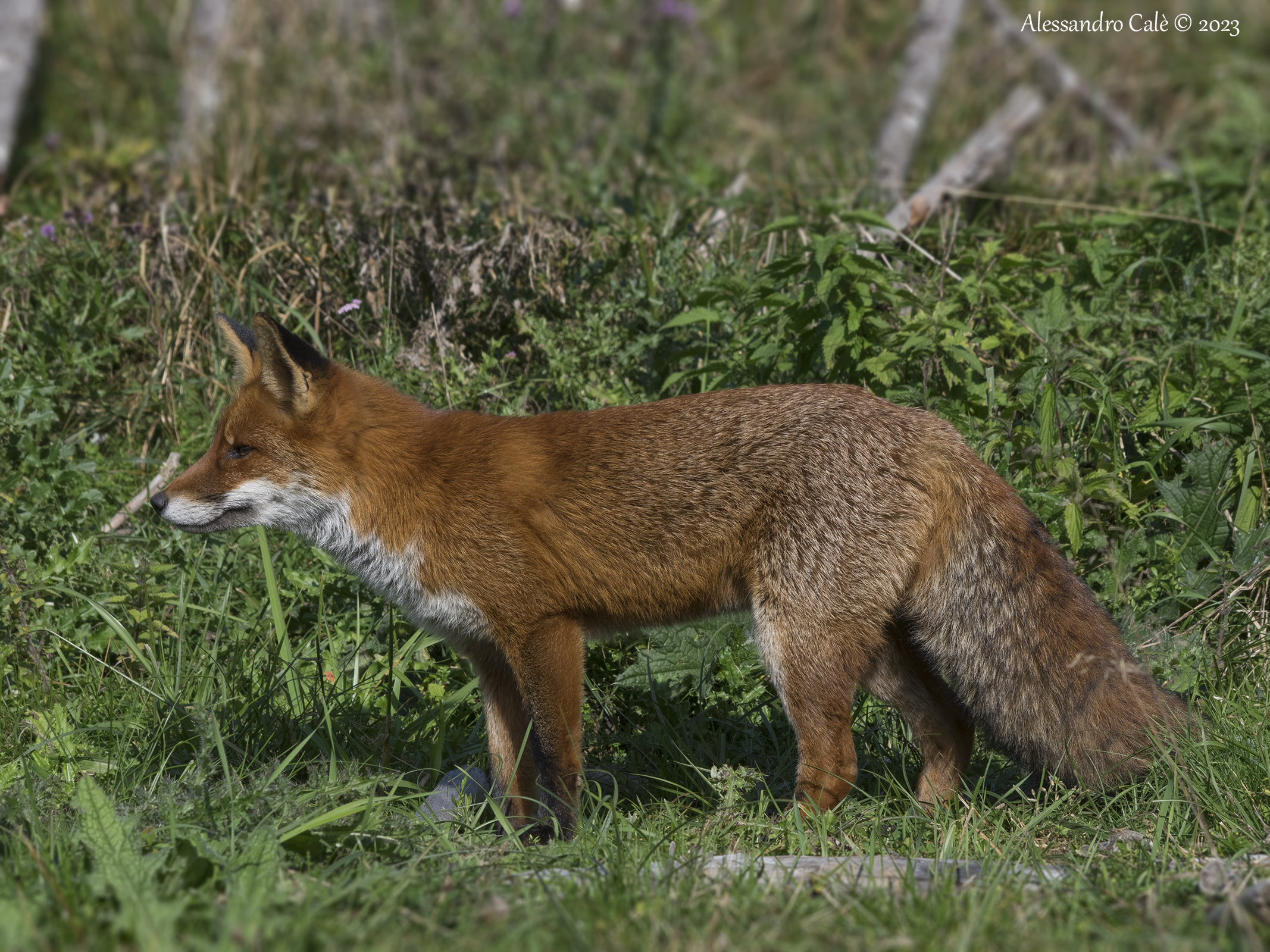 Vulpes vulpes (Volpe rossa) 1600