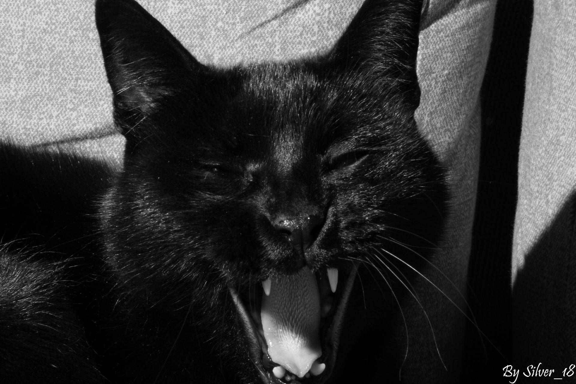 il ruggito del felino