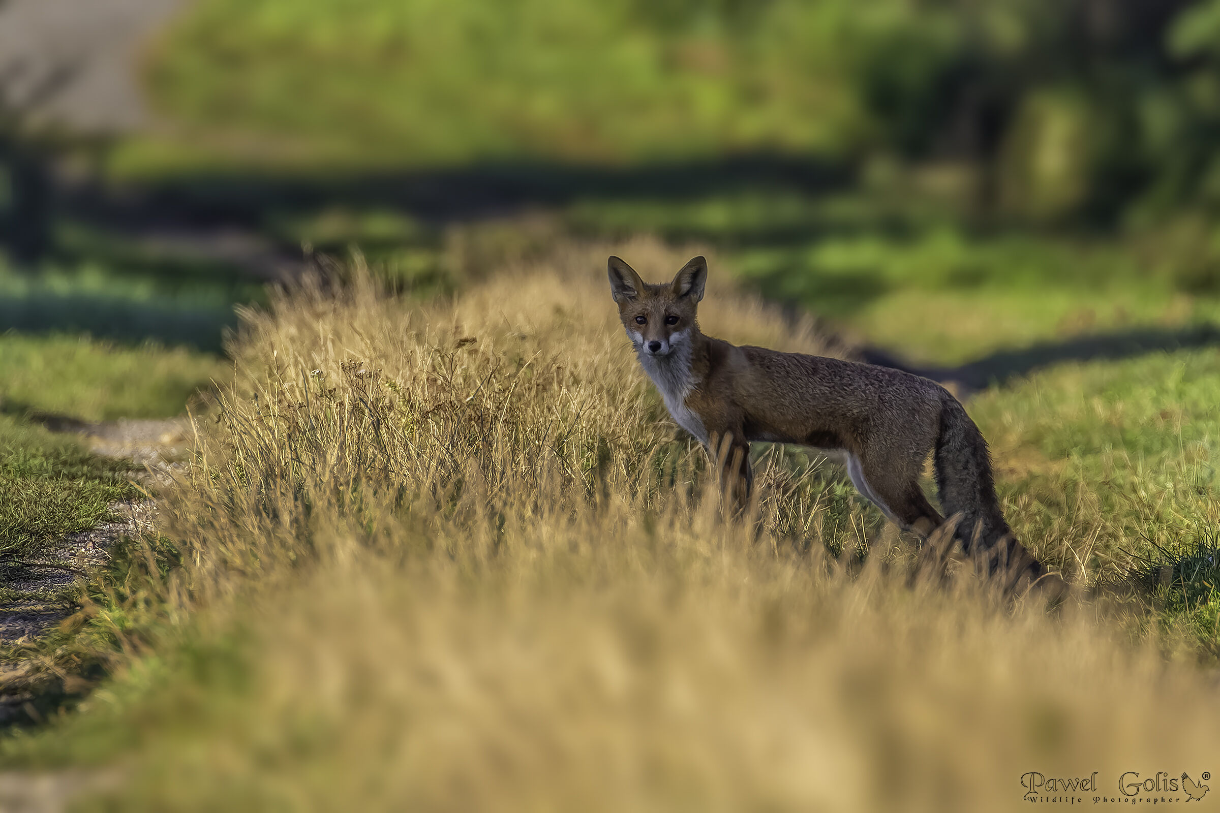 Volpe rossa (Vulpes vulpes)