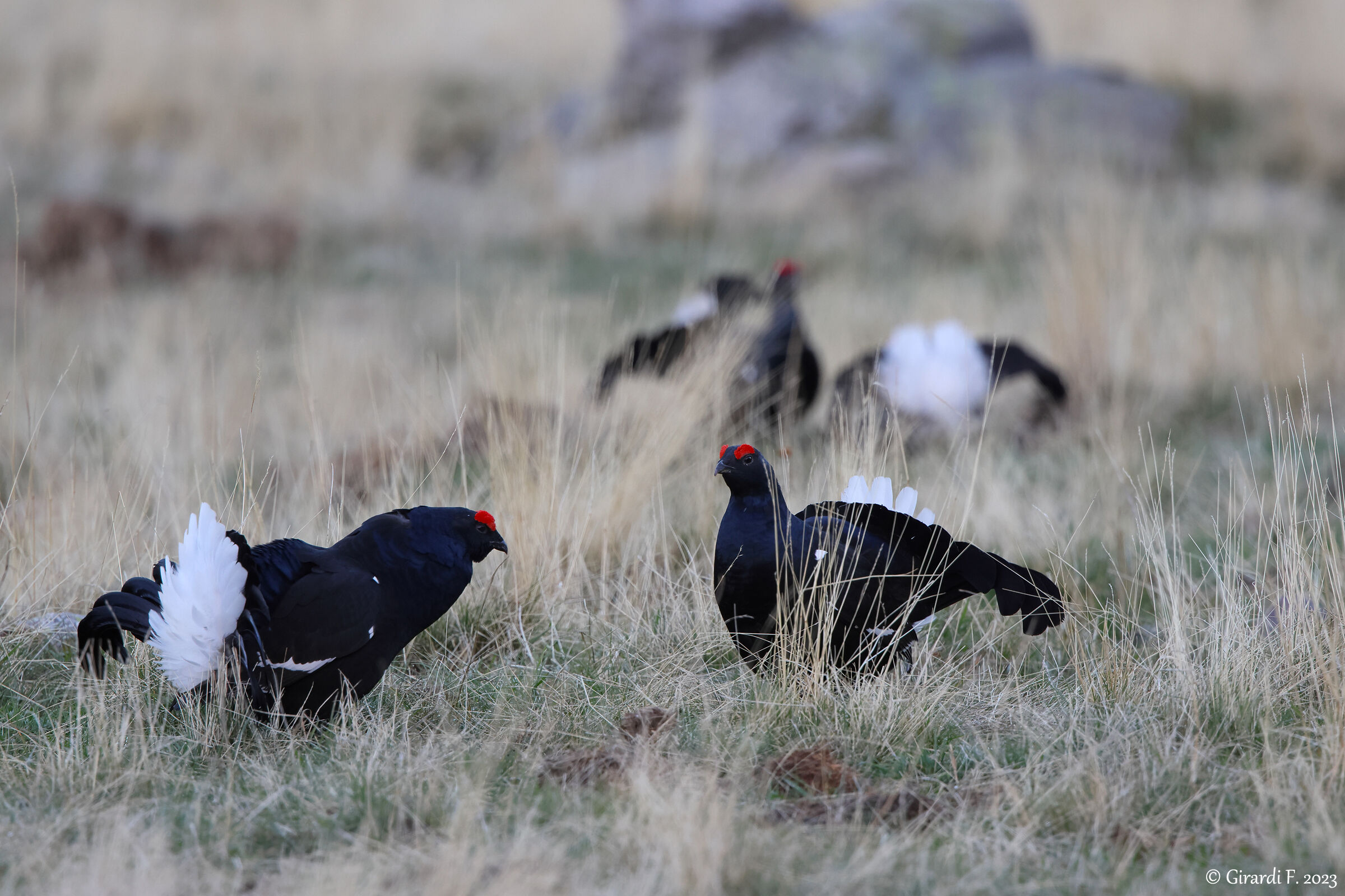 Black grouse