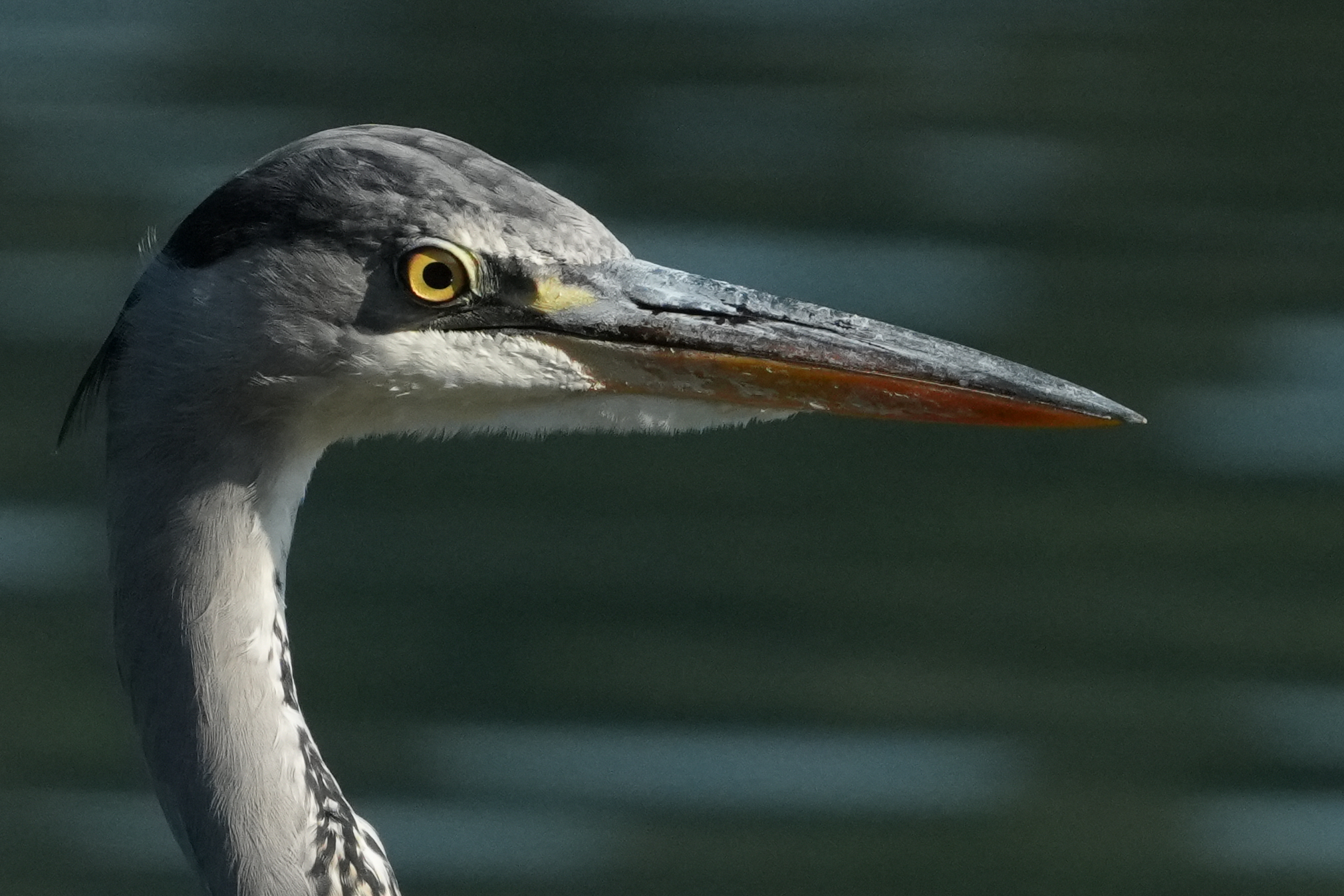Heron