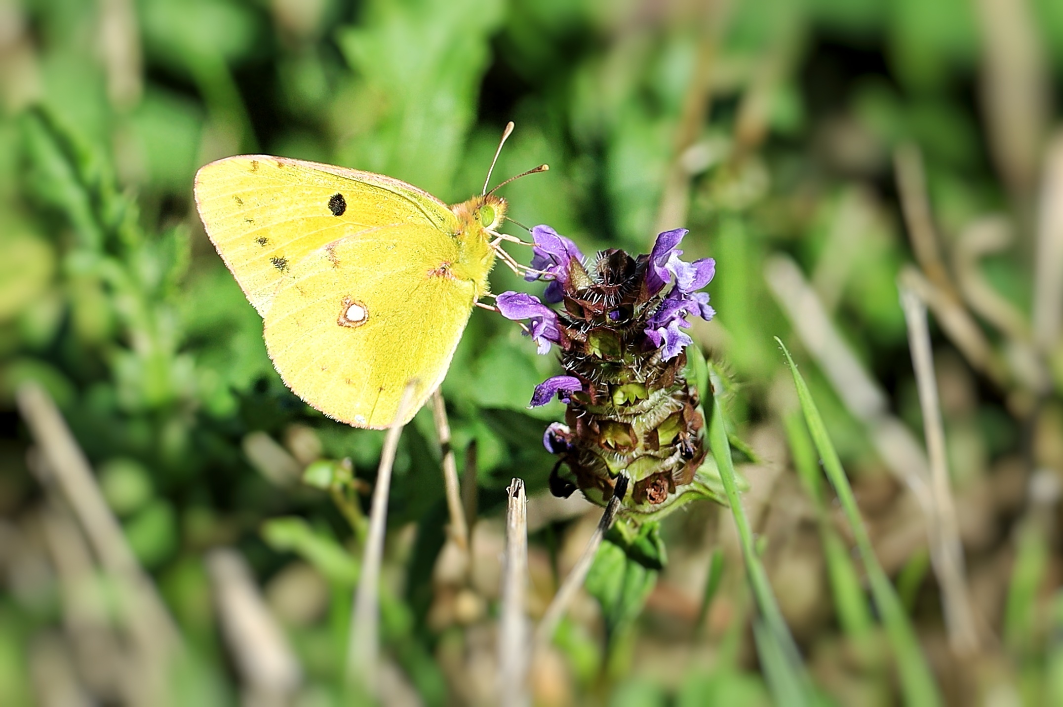 Colias alfacariensis &male;