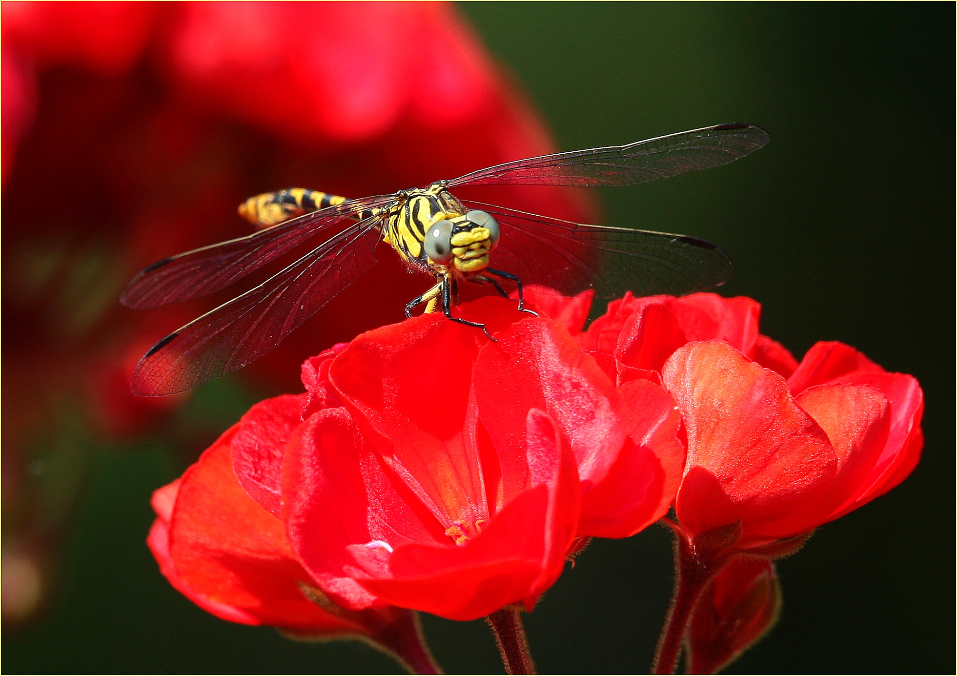 ''Dragonfly in red''