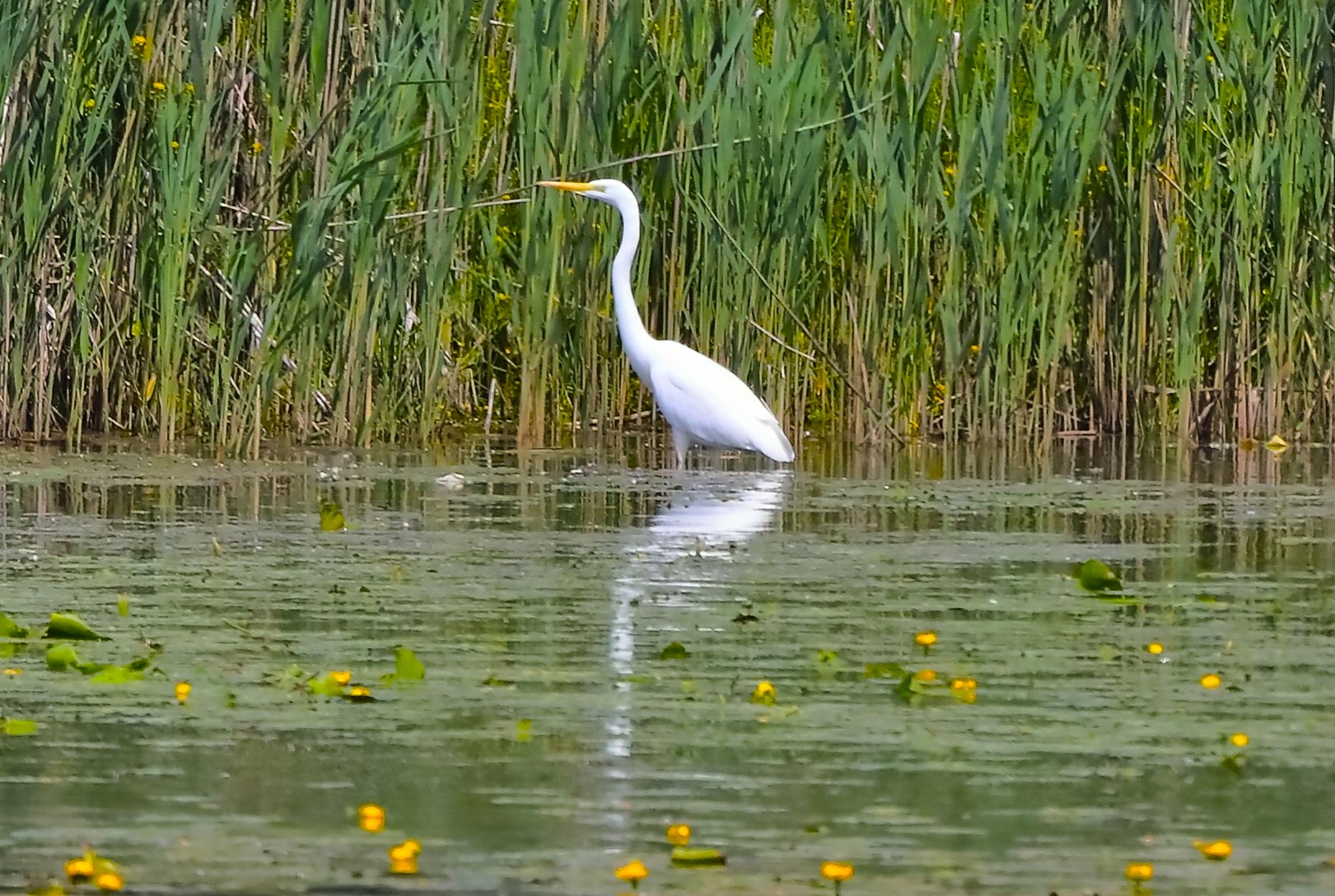 Airone BM 24-05-2023